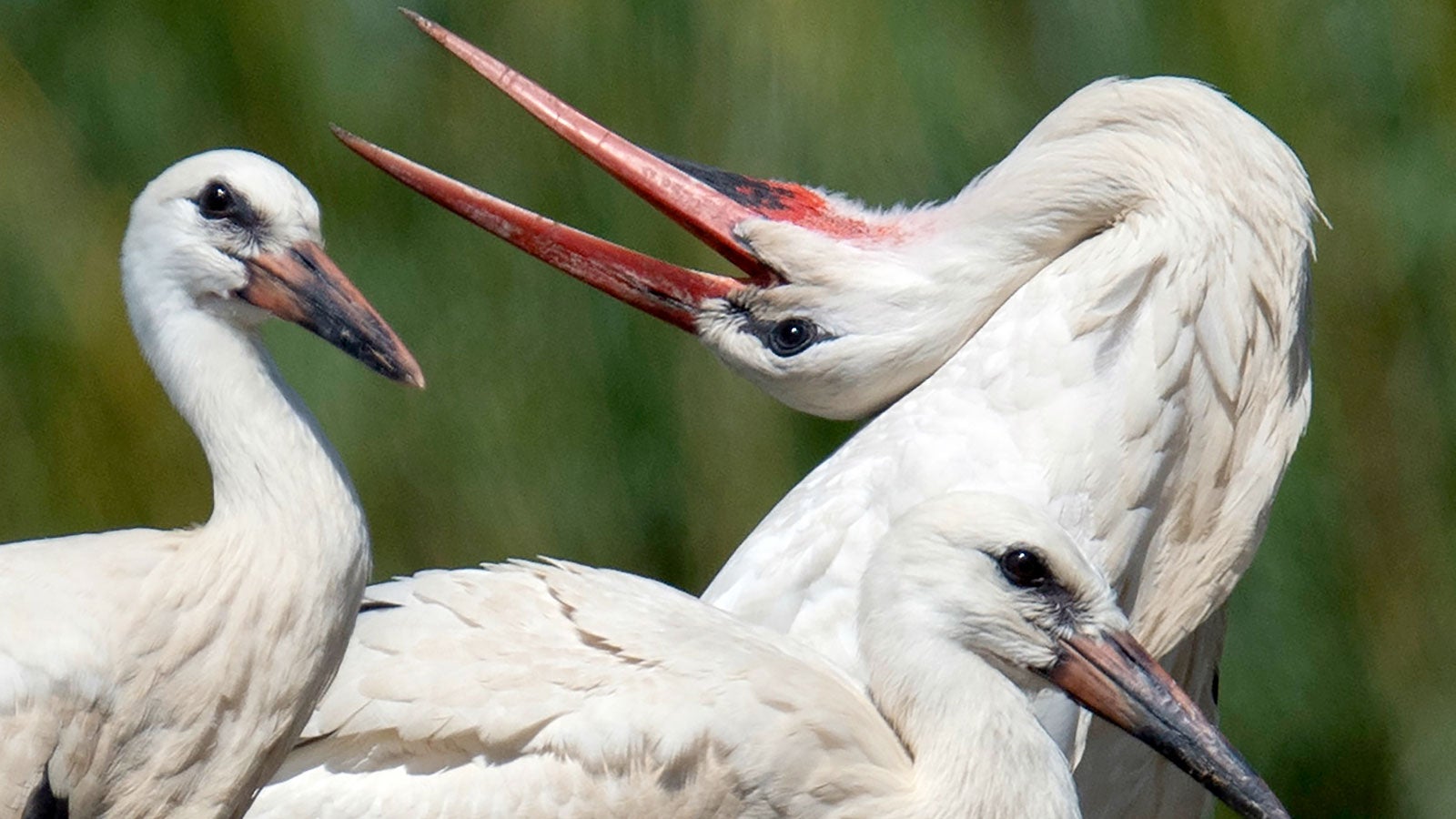 17.06.2019, Hessen, Biebesheim: Ein Storch und sein Nachwuchs. Nach der Aufzucht ihrer Jungen werden sich die Zugv&ouml;gel schon in absehbarer Zeit wieder auf den Weg in den S&uuml;den machen. Foto: Boris Roessler/dpa