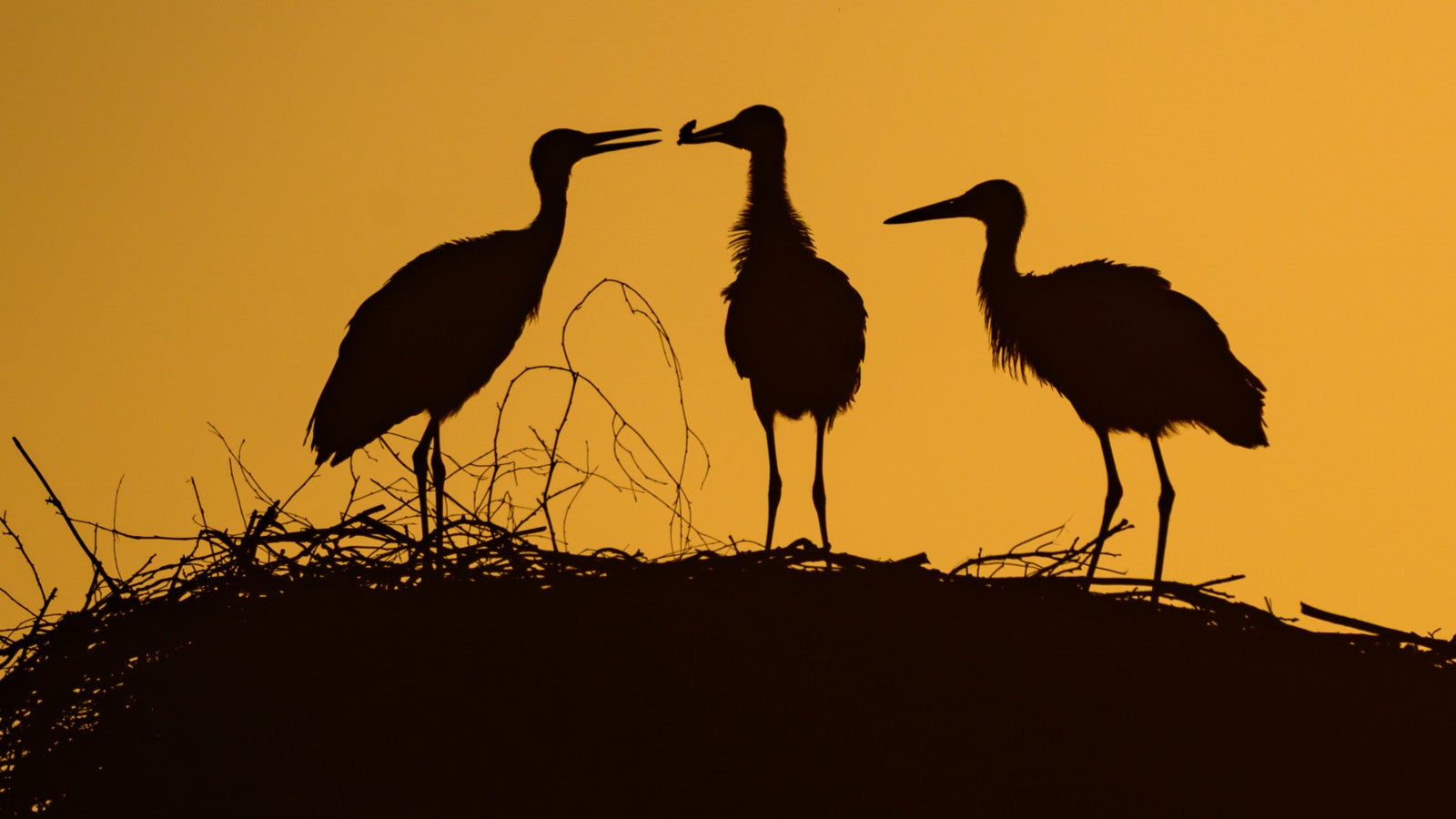 Drei junge Wei&szlig;st&ouml;rche (Ciconia ciconia) steht am fr&uuml;hen Morgen, kurz nach Sonnenaufgang, in ihrem Nest auf einem Strommast. Die V&ouml;gel strecken die H&auml;lse aus und scheinen miteinander zu kommunizieren, w&auml;hrend die Sonne den Himmel orange f&auml;rbt. Foto: Patrick Pleul/dpa