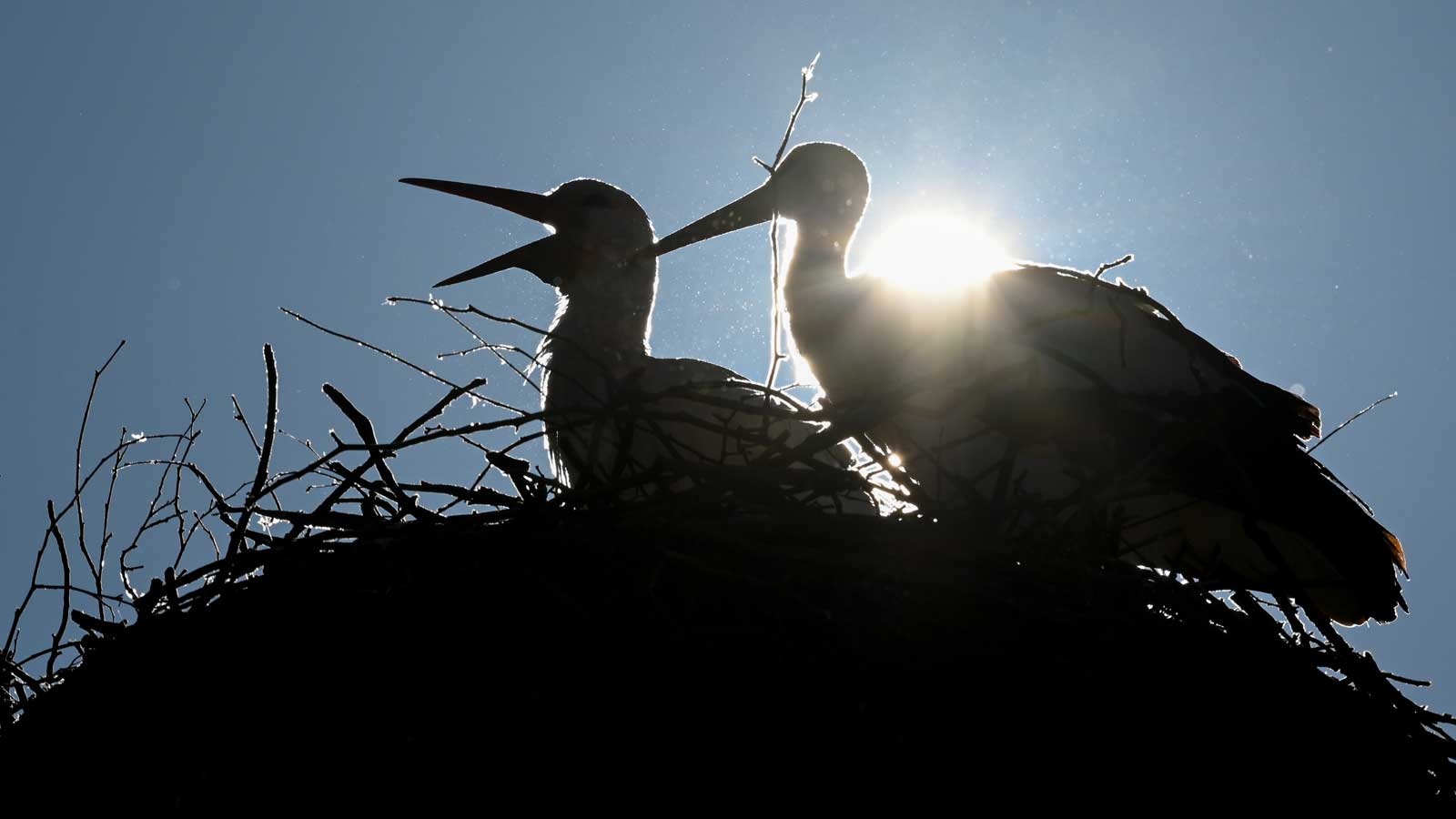 02.03.2021, Baden-W&uuml;rttemberg, Salem: Ein Storchenpaar steht in seinem Horst am Affenberg in Salem im Gegenlicht der Sonne. Die meisten St&ouml;rchen sind aus dem S&uuml;den wieder an den Bodensee zur&uuml;ckgekehrt. Foto: Felix K&auml;stle/dpa +++ dpa-Bildfunk +++
