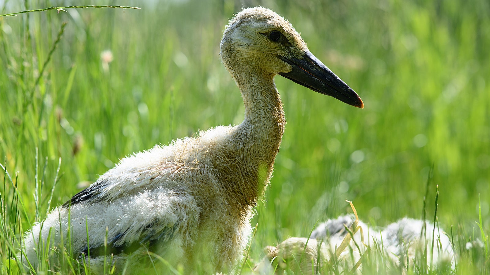 PRODUKTION - 11.06.2021, Niedersachsen, Leiferde: Ein junger Storch steht auf einer Gr&uuml;nfl&auml;che im NABU-Artenschutzzentrum Leiferde. K&auml;lte und N&auml;sse im Mai haben Jungv&ouml;geln in Niedersachsen zugesetzt, viele werden nun im Artenschutzzentrum Leiferde aufgep&auml;ppelt. Foto: Swen Pf&ouml;rtner/dpa +++ dpa-Bildfunk +++