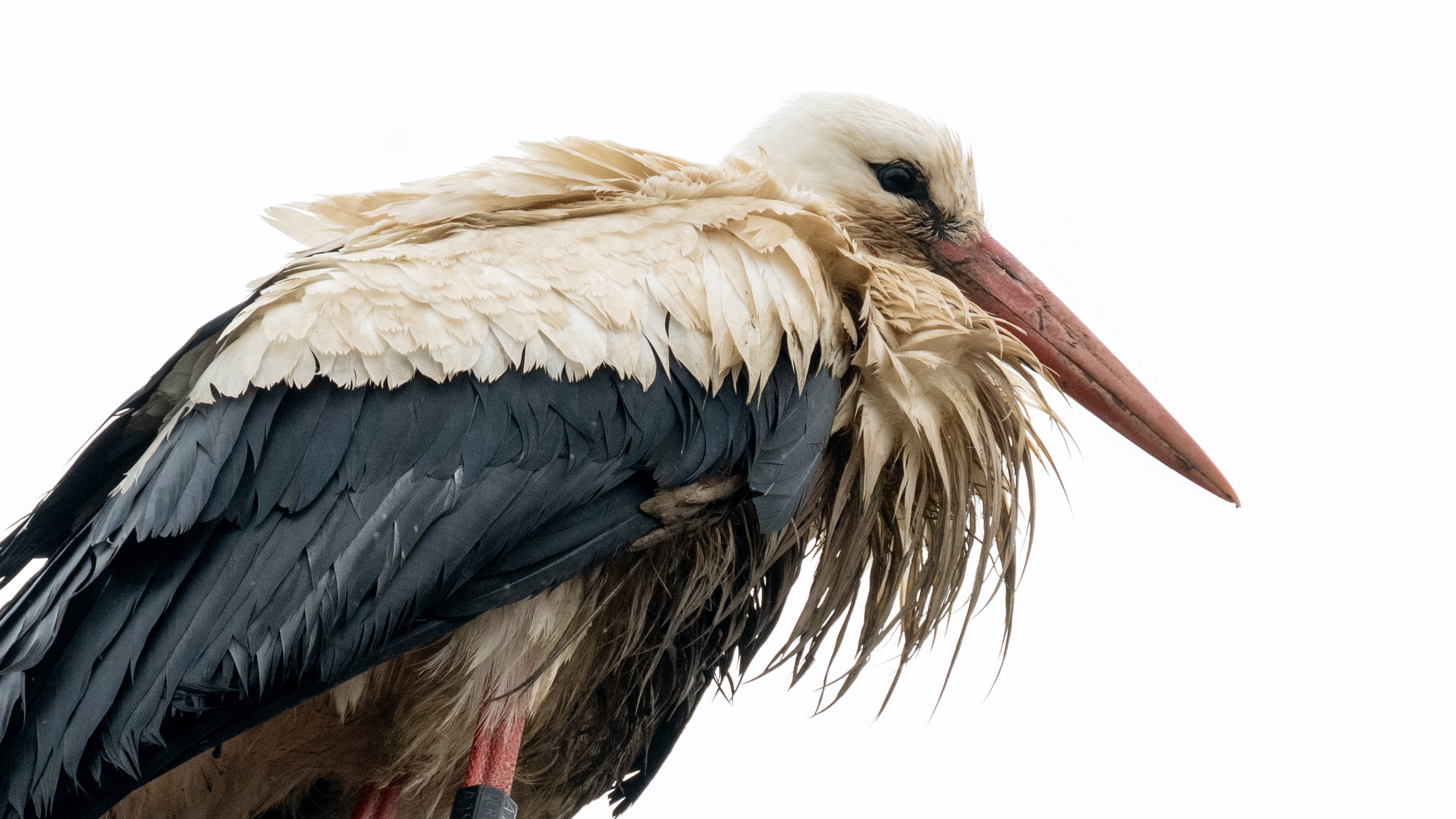 Bayern, Kaltenbrunn: Die Federn eines Storchs sind von Wasser durchtr&auml;nkt. (Pia Bayer/dpa)
