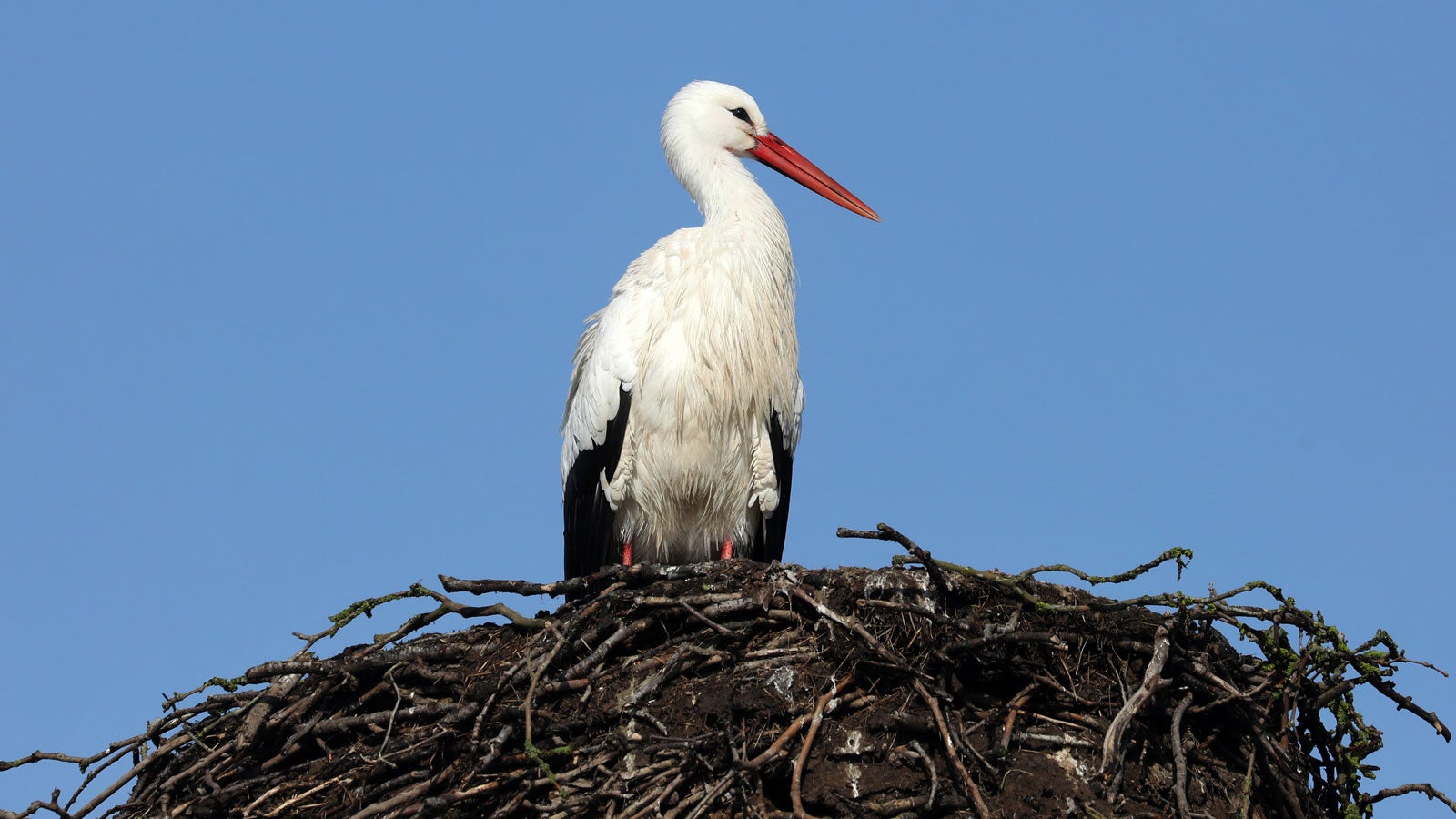 ARCHIV - 18.02.2021, Mecklenburg-Vorpommern, Belitz: Der als fr&uuml;her R&uuml;ckkehrer bekannte Storch sitzt in einem Nest. (zu dpa &laquo;Fr&uuml;hlingsboten am Himmel - Zugv&ouml;gel kehren zur&uuml;ck&raquo;) Foto: Bernd W&uuml;stneck/dpa-Zentralbild/dpa