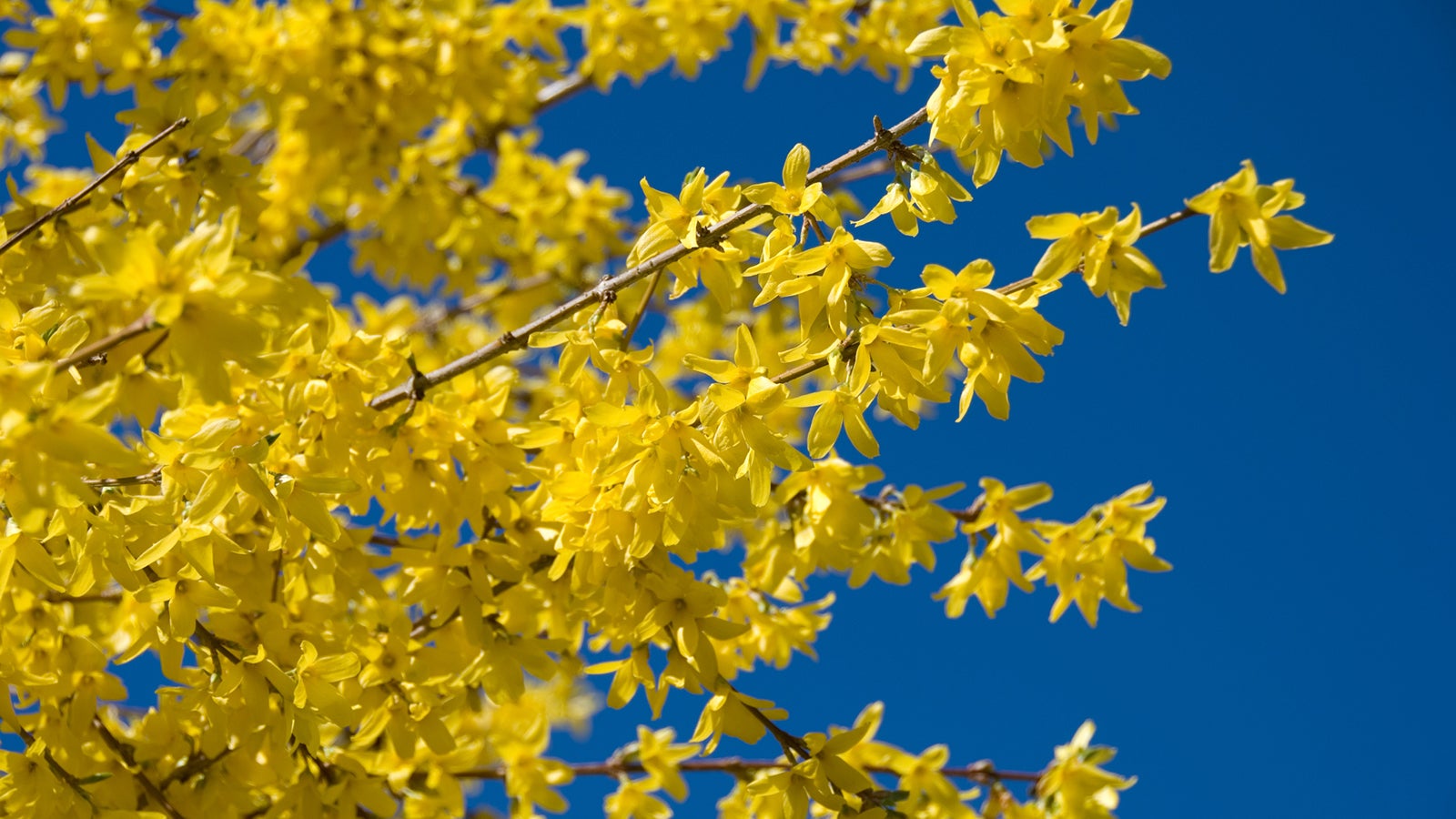 Yellow forsythia blossoms in early spring against blue sky