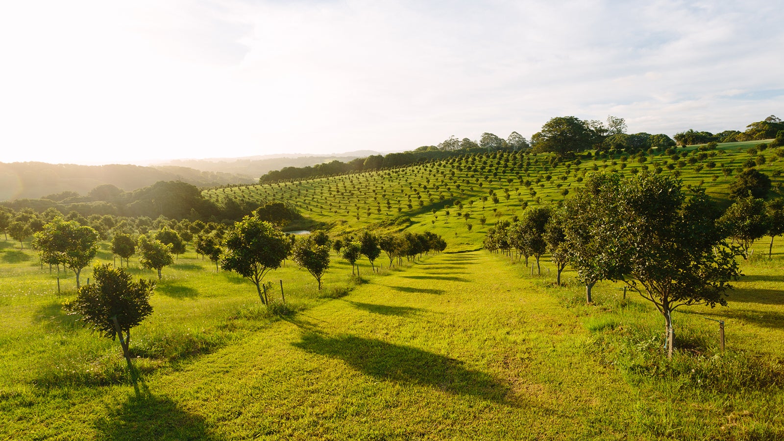 Macadamia orchard at Byron Bay, Bangalow, NSW, Australia