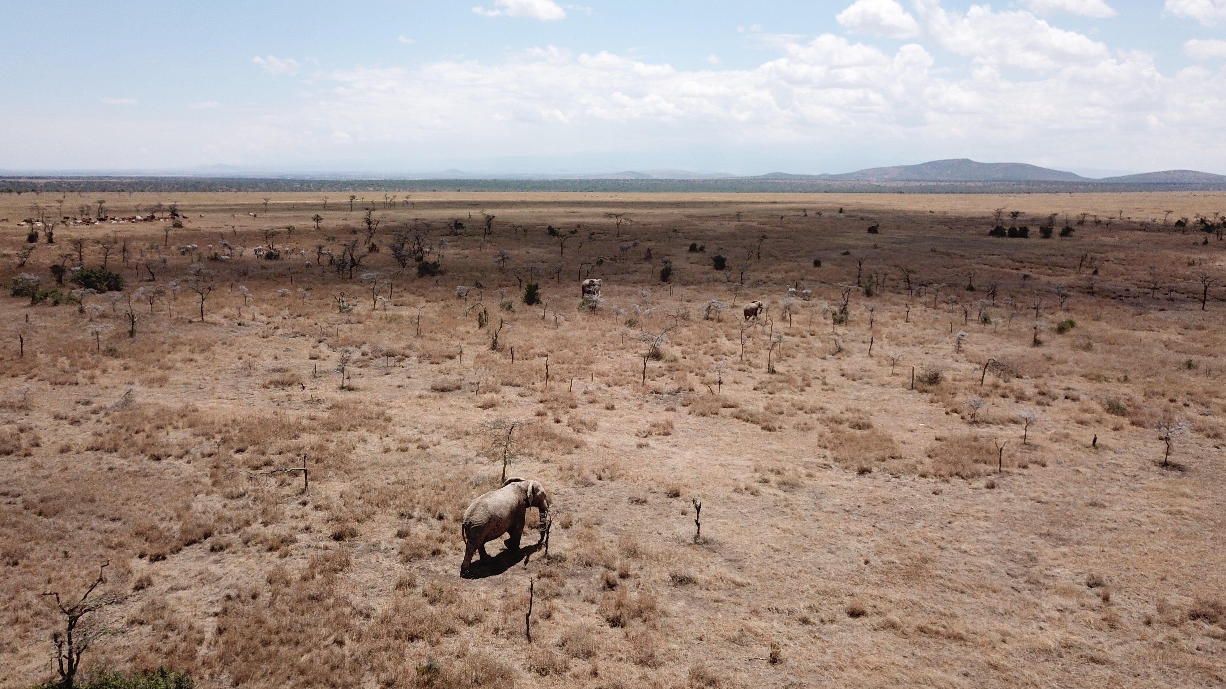 12.10.2018, Kenia, Ol Pejeta Conservancy: Elefanten bewegen sich in einer von Gro&szlig;k&ouml;pfigen Ameisen befallenen Landschaft in der Ol Pejeta Conservancy. (Brandon Hays/University of Wyoming/dpa)

