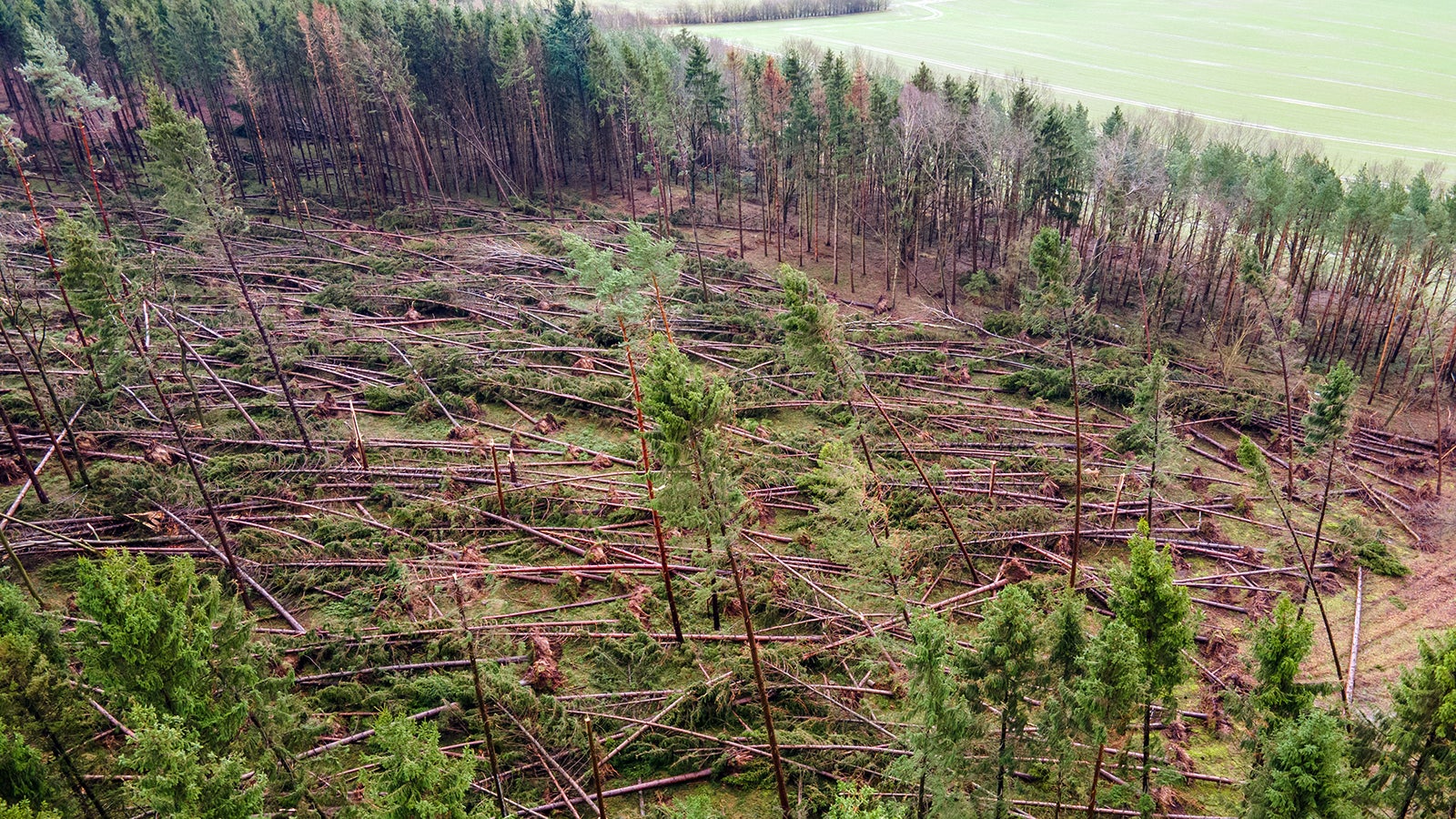 21.02.2022, Mecklenburg-Vorpommern, Grevesm&uuml;hlen: Entwurzelte und angebrochene B&auml;ume liegen nach den Sturmtiefs der letzten Tage in dem gro&szlig;fl&auml;chig zerst&ouml;rten Fichtenbestand im Everstorfer Forst (Luftaufnahme mit einer Drohne). Die von Trockenheit und Borkenk&auml;ferbefall geschw&auml;chten rund 60 Jahre alten B&auml;ume sind bei Windgeschwindigkeit von rund 130 Stundenkilometer entwurzelt worden. Der Bund deutscher Forstleute sch&auml;tzt die Sturmsch&auml;den in Mecklenburg-Vorpommern auf eine halbe Millionen Festmeter. Foto: Jens B&uuml;ttner/dpa-Zentralbild/dpa +++ dpa-Bildfunk +++