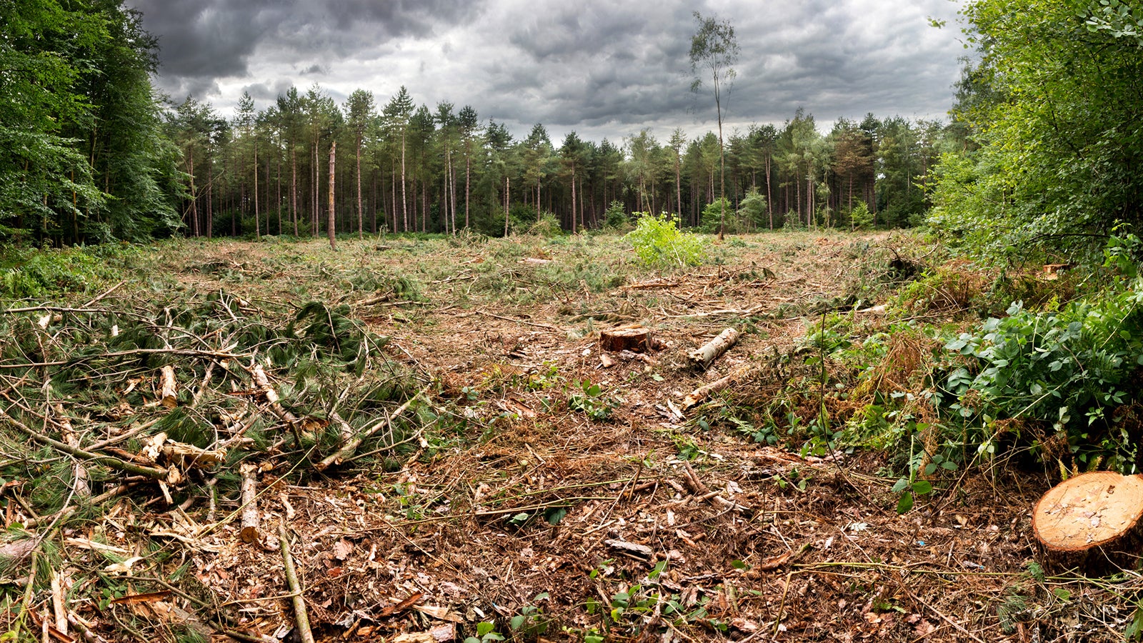 Wide view on the cutted forest