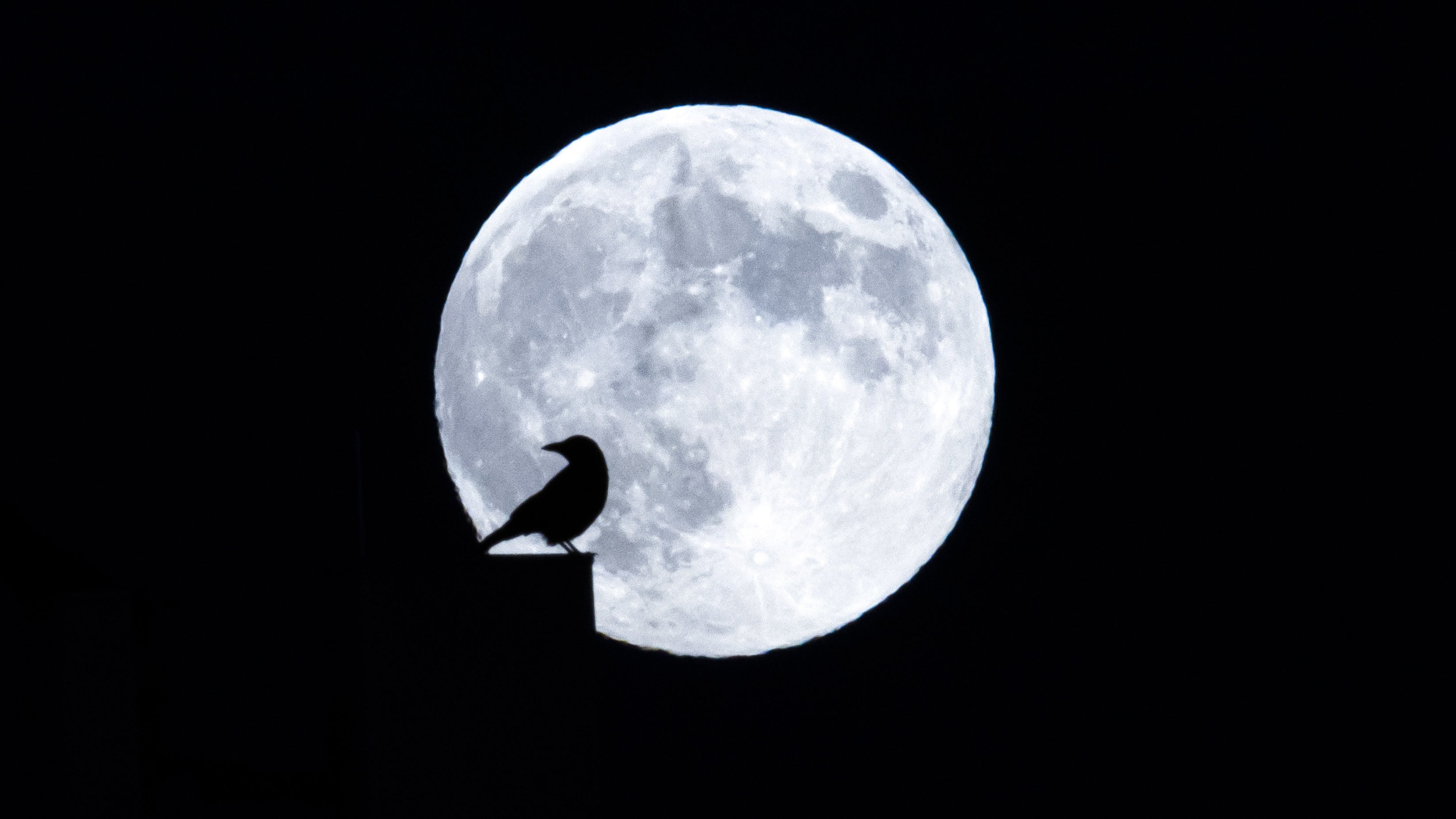 16.11.2024, Schweiz, Z&uuml;rich: Die Silhouette eines Vogels hebt sich vom Vollmond ab. (Michael Buholzer/KEYSTONE/dpa)