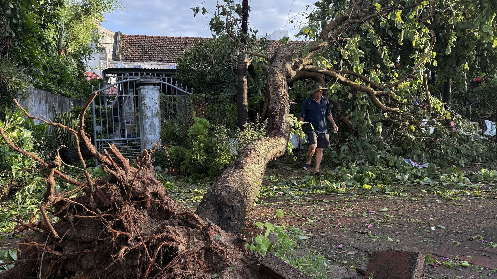 07.11.2025, Vietnam, Dak Lak: Ein Mann geht an einem entwurzelten Baum in Dak Lak, Vietnam, vorbei, nachdem der Taifun Kalmaegi das Land mit heftigen Winden und sintflutartigen Regenf&auml;llen heimgesucht hat. (Tuong Quan/Vietnam News Agency/AP/dpa)

