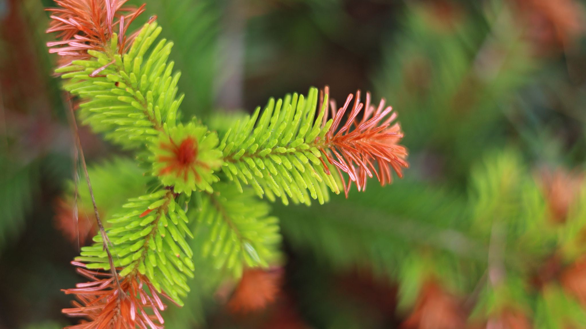 23.07.2025, Bayern, Gramschatz: Eine durch Trockenheit gesch&auml;digte junge Nordmann-Tanne steht in einer Christbaumplantage. (Karl-Josef Hildenbrand/dpa)

