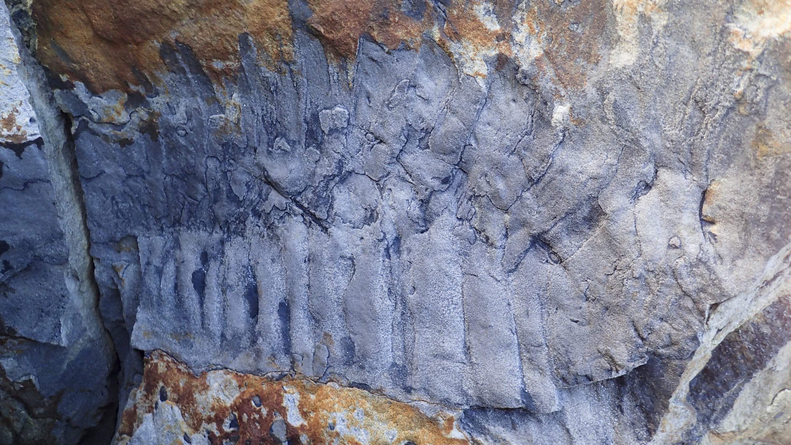 Gro&szlig;britannien, Howick: Undatiertes, von der Universit&auml;t Cambridge herausgegebenes Handout-Foto des Arthropleura-Fossils am Strand von Howick in Northumberland. Bis zu 2,6 Meter lang und etwa 50 Kilogramm schwer: Ein in England per Zufall entdecktes Fossil eines wohl gigantischen Tausendf&uuml;&szlig;ers hat am Dienstag Schlagzeilen in Gro&szlig;britannien gemacht. Foto: Neil Davies/PA Media/dpa