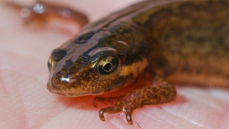 Ein Teichmolch (Lissotriton vulgaris, Weibchen) liegt auf einer Hand am Ufer des H&ouml;llbergteiches im Europ&auml;ischen Schutzgebiet H&ouml;llenberge s&uuml;dlich von Luckau im Landkreis Dahme-Spreewald. 
(Patrick Pleul/dpa-Zentralbild/dpa)