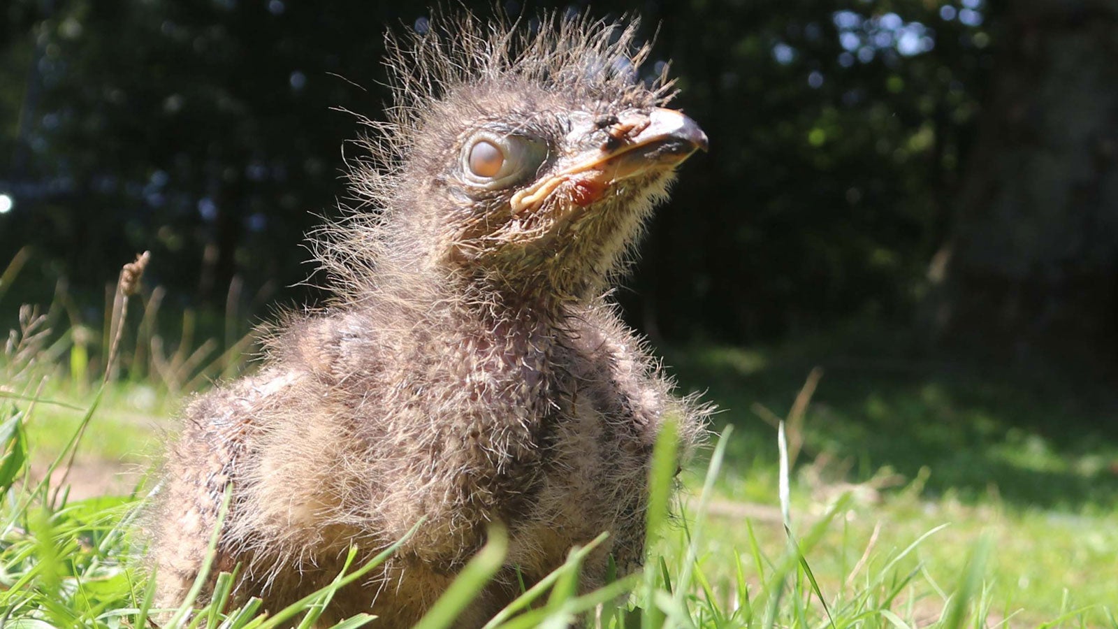 28.08.2019, Schleswig-Holstein, St. Peter-Ording: Ein wenige Tage altes Seriema-K&uuml;ken nimmt ein Sonnenbad im Westk&uuml;stenpark. Seriemas werden oft als &laquo;lebendes Fossil&raquo; bezeichnet. Sie gelten als die letzten Verwandten der vor 18 000 Jahren ausgestorbenen &laquo;Terrorv&ouml;gel&raquo; (Phorusrhacidae). Foto: Wolfgang Runge/dpa