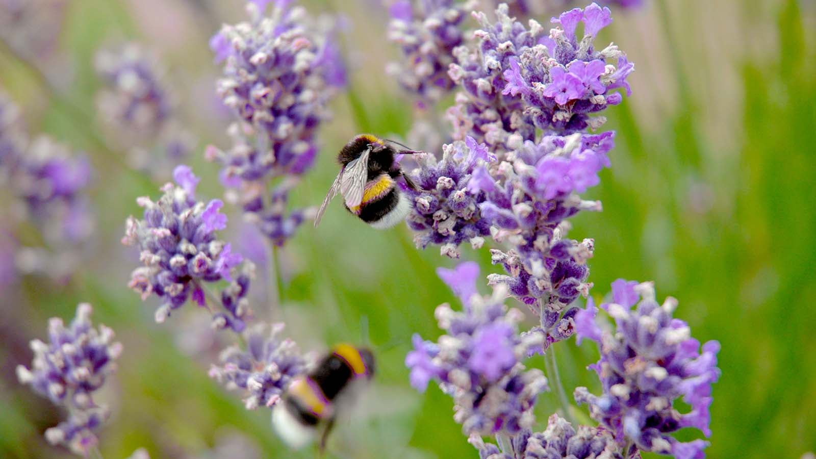 Two bumblebees flying and pollinating purple beautiful creeping thyme flower (Thymus serpyllum). Selective focus with blurry background and foreground. Photographed in July in Sweden.
