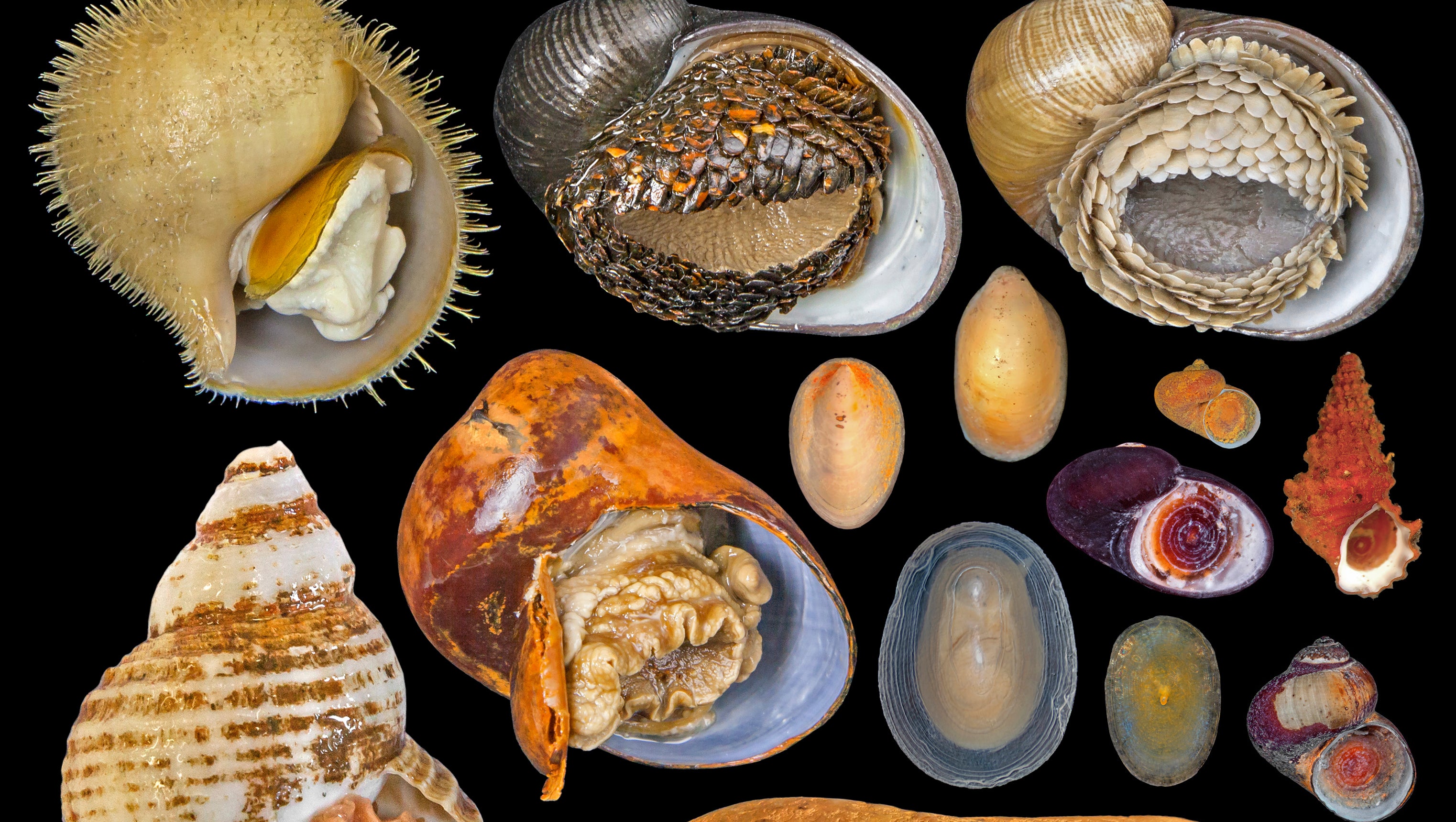 HANDOUT - 08.12.2021, ---: Tiefseemollusken, die an sogenannten hydrothermalen Quellen leben. Dutzende Arten in der Tiefsee sind Forschern zufolge vom Aussterben bedroht. (zu dpa &laquo;Forscher: Viele Tiefsee-Lebewesen vom Aussterben bedroht&raquo;) Foto: Dr Chong Chen/Queen's University Belfast /dpa - ACHTUNG: Nur zur redaktionellen Verwendung im Zusammenhang mit der aktuellen Berichterstattung und nur mit vollst&auml;ndiger Nennung des vorstehenden Credits +++ dpa-Bildfunk +++

