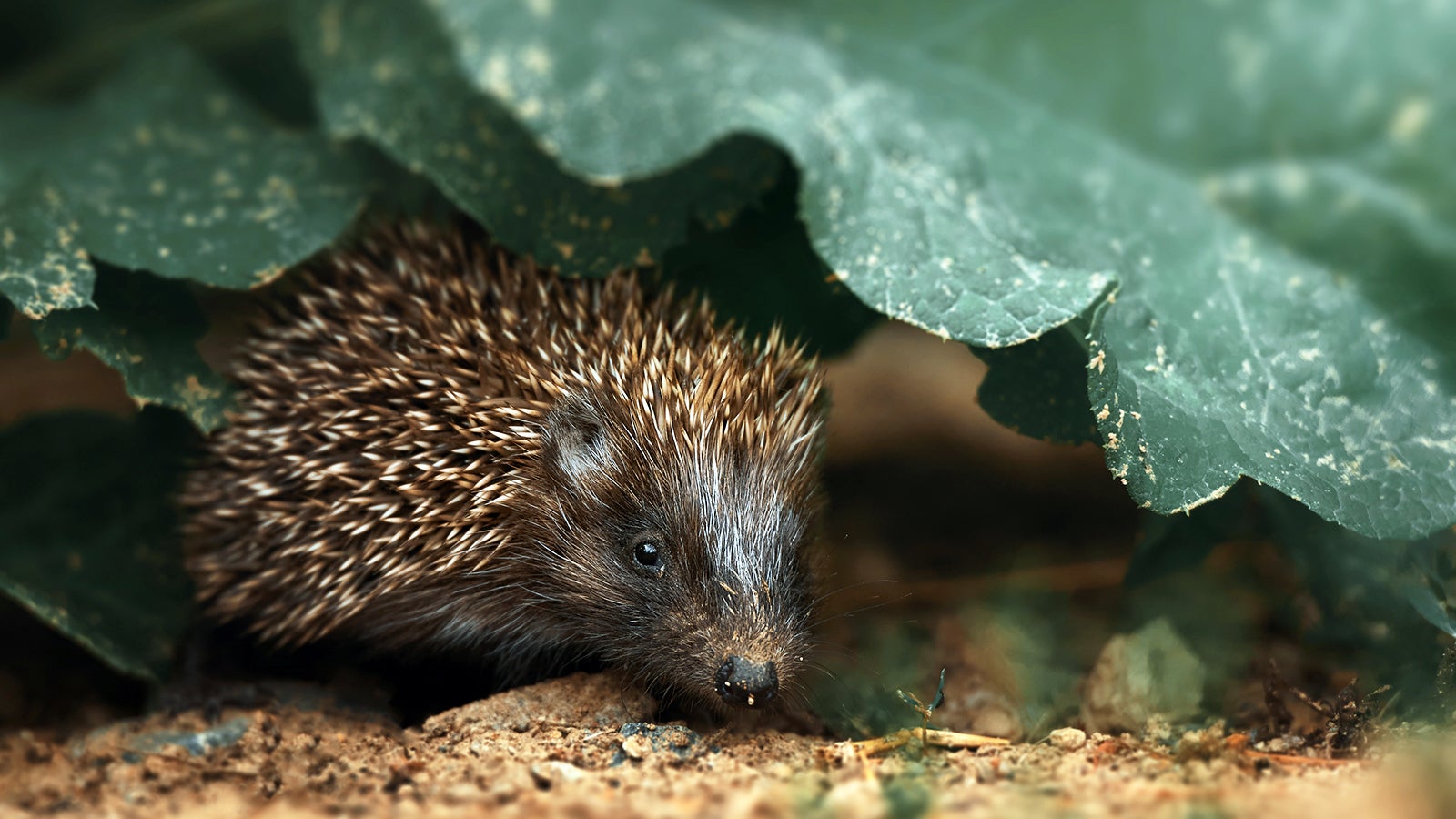 Cute hedgehog hiding under leaf in Romanian forest