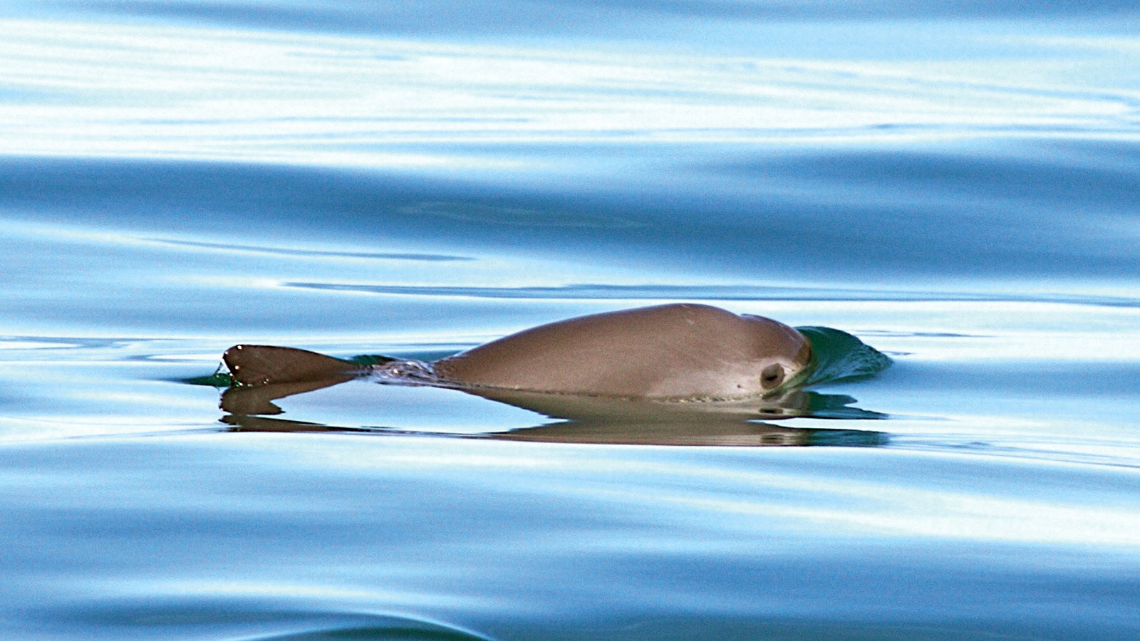 ACHTUNG: SPERRFRIST 31. JULI 01:01 UHR.  - ARCHIV - 19.10.2008, Mexiko, ---: HANDOUT - ACHTUNG: DIESER BEITRAG DARF NICHT VOR DER SPERRFRIST - 31. Juli, 01.01 UHR MESZ - VER&Ouml;FFENTLICHT WERDEN! EIN BRUCH DES EMBARGOS K&Ouml;NNTE DIE BERICHTERSTATTUNG &Uuml;BER STUDIEN EMPFINDLICH EINSCHR&Auml;NKEN. Das undatierte Handout zeigt einen Vaquita. Der Kalifornische Schweinswal, auch Vaquita genannt, z&auml;hlt zu den kleinsten Walen der Welt. Um den Kalifornischen Schweinswal noch vor dem Aussterben zu retten, m&uuml;ssen sofortige Ma&szlig;nahmen ergriffen werden. Zu diesem Ergebnis kamen Forscher von Mexikos staatlicher Kommission zum Schutz der Artenvielfalt sowie aus Gro&szlig;britannien und den USA in einer Studie, die am Mittwoch im Fachmagazin &laquo;Royal Society Open Science&raquo; ver&ouml;ffentlicht wurde. Foto: Tom Jefferson/WWF/dpa - ACHTUNG: Nur zur redaktionellen Verwendung und nur mit vollst&auml;ndiger Nennung des vorstehenden Credits +++ dpa-Bildfunk +++