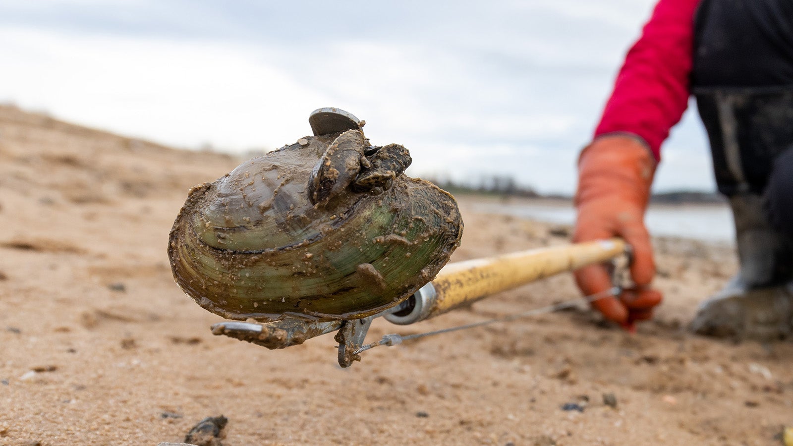 01.12.2021, Bayern, Hilpoltstein: Eine Muschelsammlerin h&auml;lt am Ufer des Rothsees in einem Greifarm eine heimische Teichmuschel an der Dreikantmuscheln haften. Die invasive Dreikantmuschel nimmt anderen heimischen Muschelarten im See den Lebensraum. Um die Population einzud&auml;mmen, senkt das Wasserwirtschaftsamt jedes Jahr den Wasserspiegel des Sees &uuml;ber mehrere Wochen auf sechs Meter ab. Freiwillige sammeln Tausende der heimischen Muscheln ein, um sie tiefer im See ins rettenden Wasser zu bringen. Bei den winterlichen Temperaturen w&uuml;rden sie sonst absterben. Zur&uuml;ckbleiben die viel kleineren Dreikantmuscheln - und das ist Absicht. Foto: Daniel Karmann/dpa +++ dpa-Bildfunk +++
