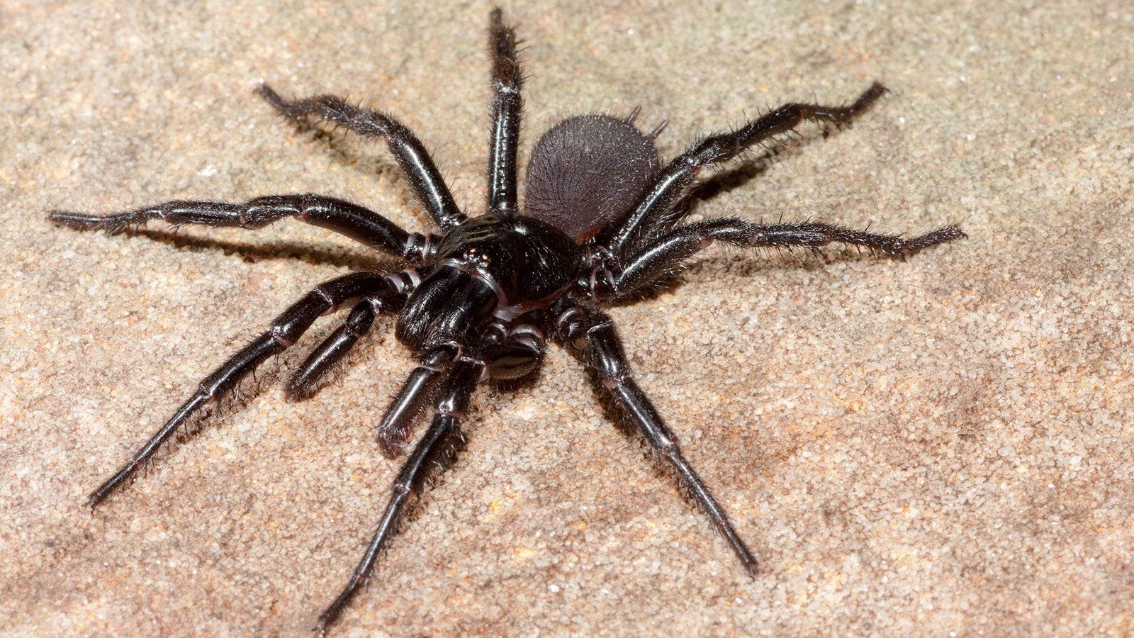 Close up of Sydney funnel-web spider