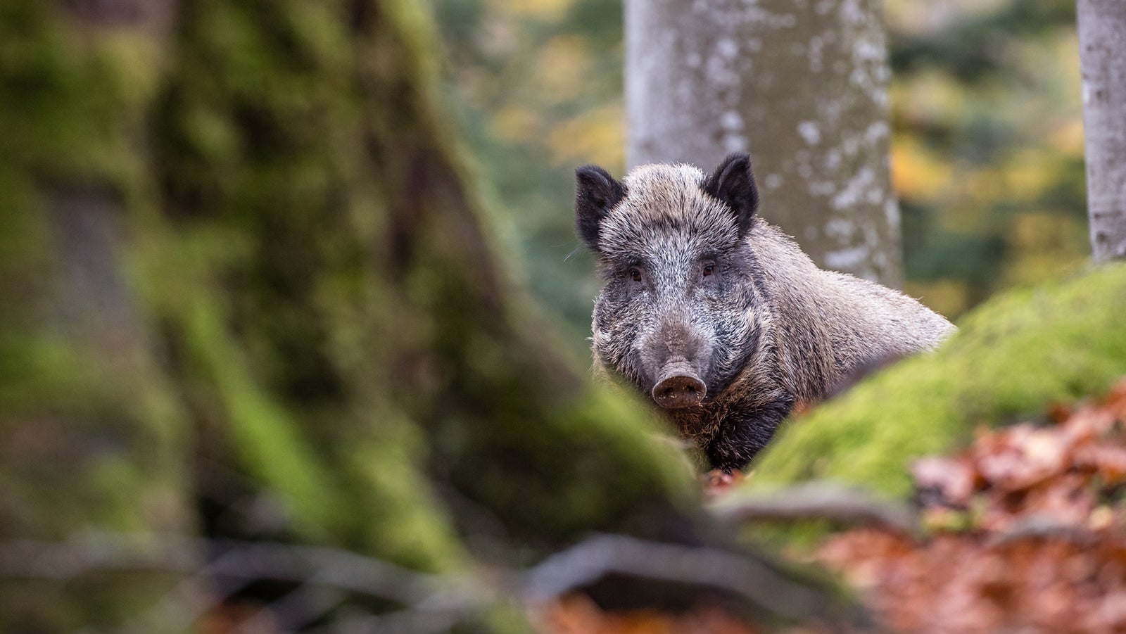 Wild boar looking at the camera, blurred tree trunk in the foreground, Sus scrofa, Bavarian national park