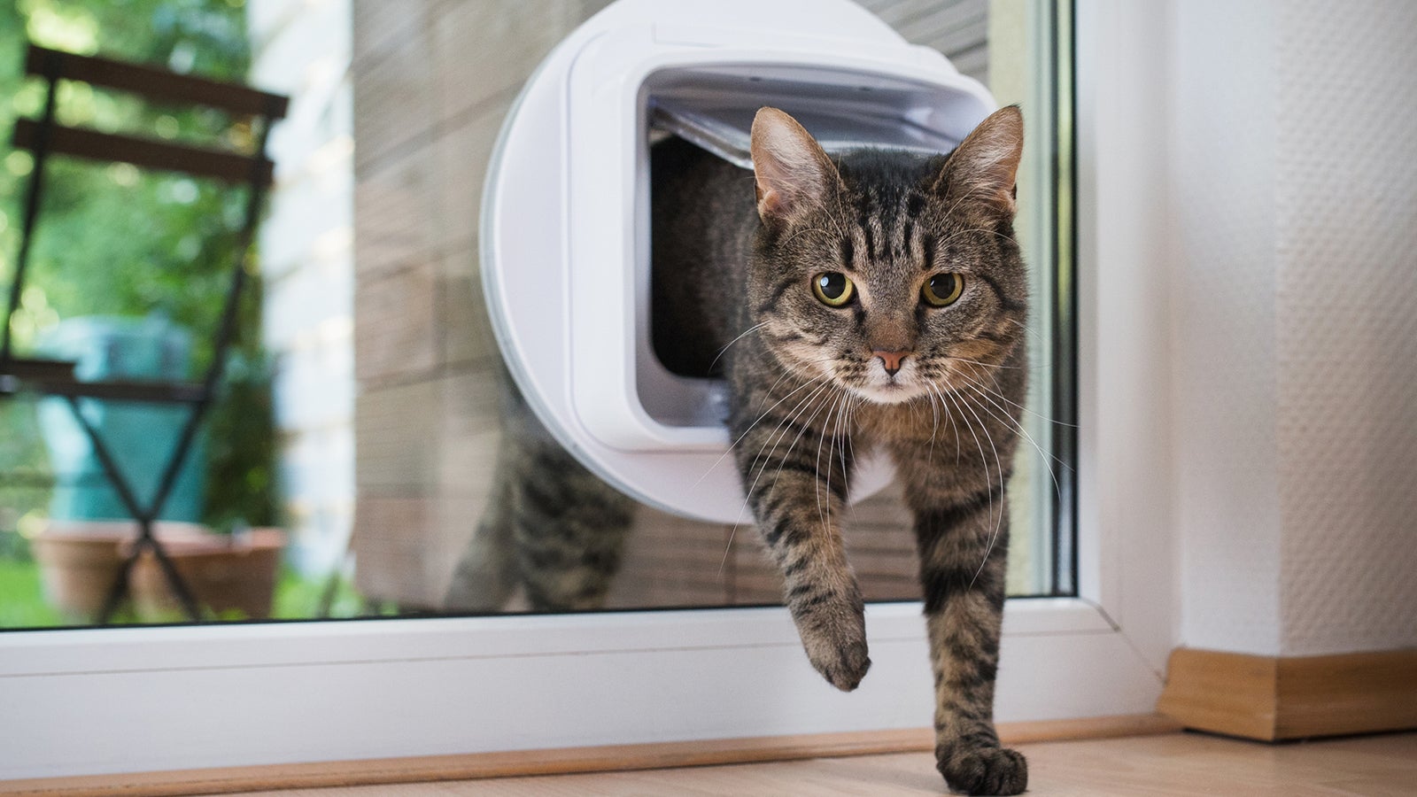 tabby shorthair cat passing through microchip cat flap