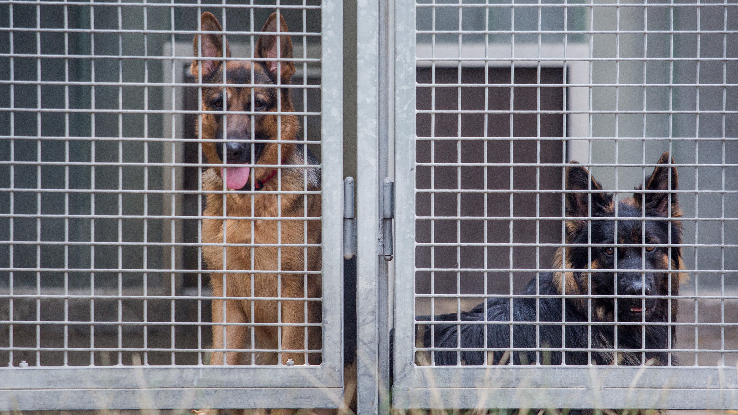 Zwei Sch&auml;ferhunde blicken im Tierheim B&ouml;blingen aus ihrem Zwinger