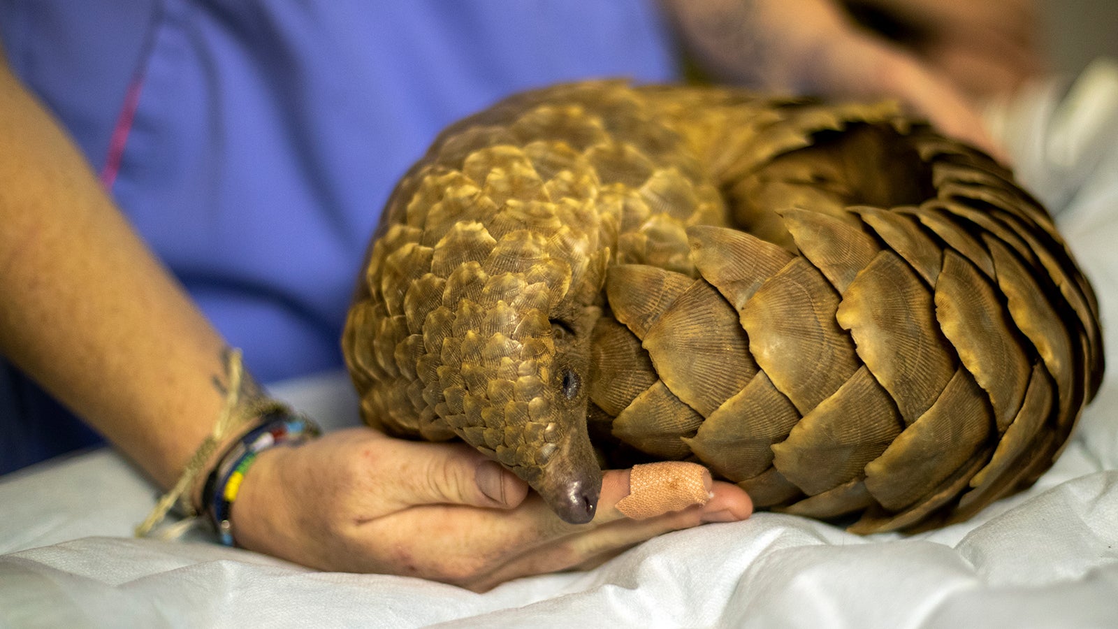 Menschen Wollen Ihre Schuppen Haben Tierschutzer Kampfen Fur Pangoline The Weather Channel Artikel Von The Weather Channel Weather Com