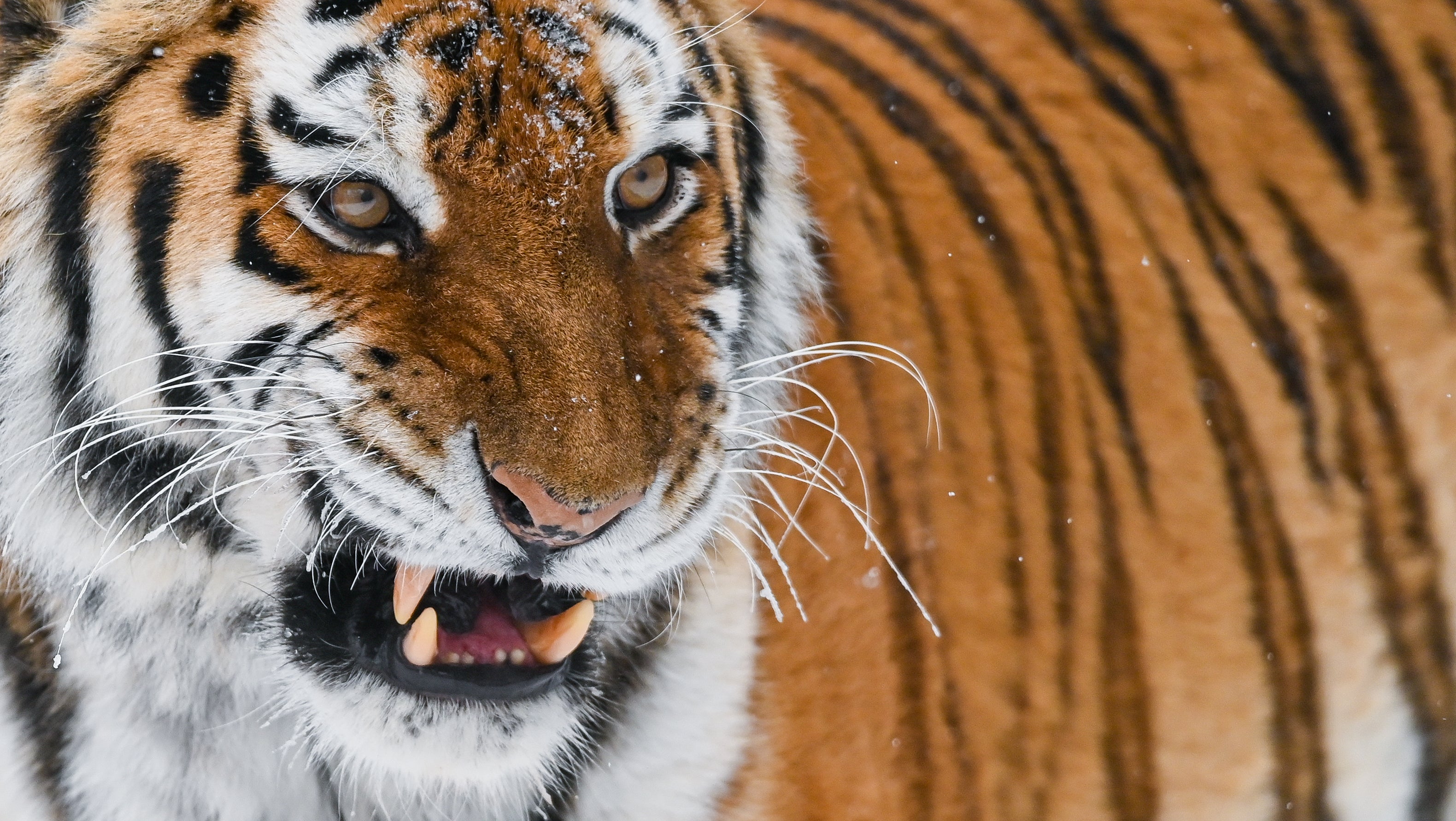 Brandenburg, Eberswalde: Ein Sibirischer Tiger (Amurtiger) im  Freigehege des Zoo. In Russland gibt es nach Einsch&auml;tzung von Experten mehr als 600 Amurtiger in freier Wildbahn.