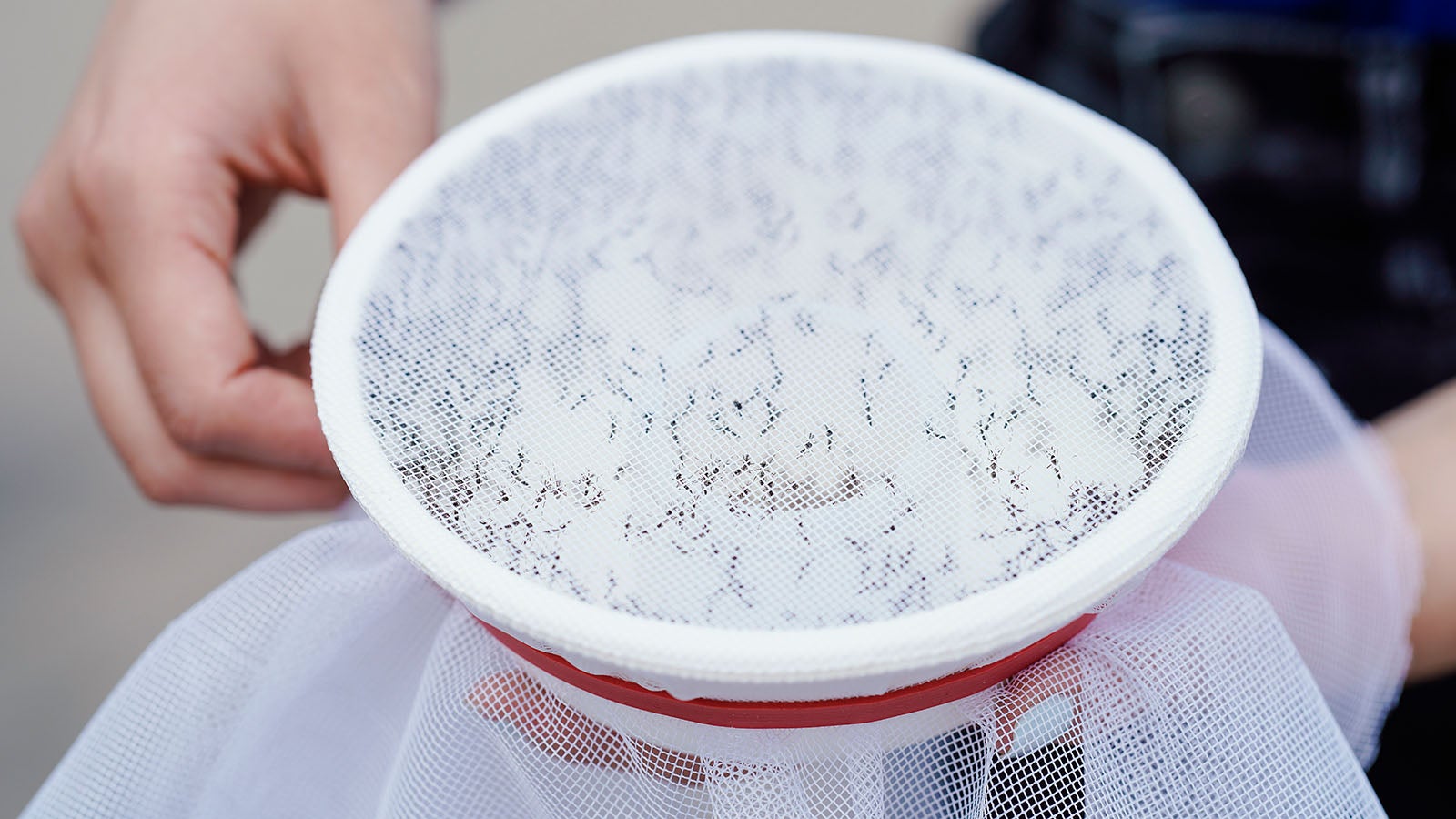 09.06.2020, Rheinland-Pfalz, Ludwigshafen: Eine Mitarbeiterin der Gesellschaft zur F&ouml;rderung der Stechm&uuml;ckenbek&auml;mpfung (GFS) h&auml;lt im Stadtteil Melm einen mit einem Netz abgedeckten Beh&auml;lter mit sterilen m&auml;nnlichen Tigerm&uuml;cken in den H&auml;nden. Seit mindestens 2019 hat sich die Asiatische Tigerm&uuml;cke in Ludwigshafen-Melm ausgebreitet. Im vergangenen Jahr gab es lokal erhebliche Bel&auml;stigungen durch diese aggressive tagaktive M&uuml;cke, weshalb die Stadt Bek&auml;mpfungsma&szlig;nahmen angeordnet hat. Foto: Uwe Anspach/dpa +++ dpa-Bildfunk +++