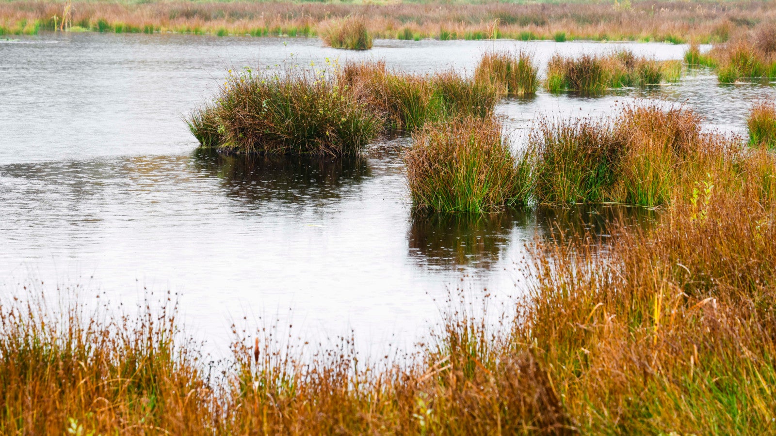 23.10.2025, Schleswig-Holstein, Christiansholm: Regen f&auml;llt auf das K&ouml;nigsmoor im Kreis Rendsburg-Eckernf&ouml;rde. In einem Ansiedlungsversuch in K&ouml;nigsmoor im Kreis Rendsburg-Eckernf&ouml;rde haben Forschende der Universit&auml;ten Greifswald und Rostock gemeinsam mit der Stiftung Naturschutz Schleswig-Holstein das laut Veranstalter bisher gr&ouml;&szlig;te Projekt zur aktiven Ansiedlung von Torfmoosen gestartet. Foto: Frank Molter/dpa