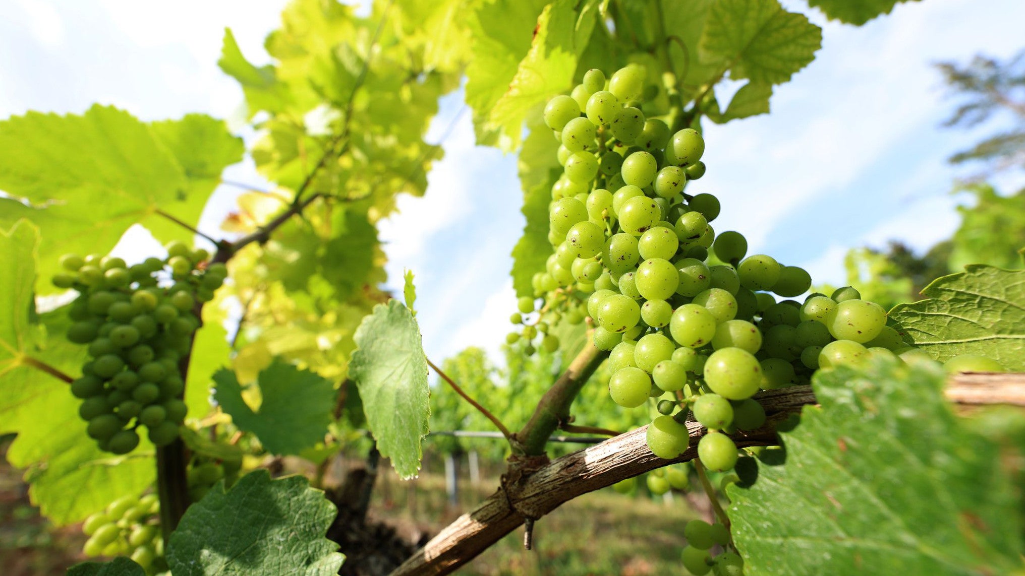 08.07.2025, Bayern, Randersacker: Teilweise gelblich verf&auml;rbt sind die Bl&auml;tter an den Rebst&ouml;cken eines Weinberges. (Karl-Josef Hildenbrand/dpa)
