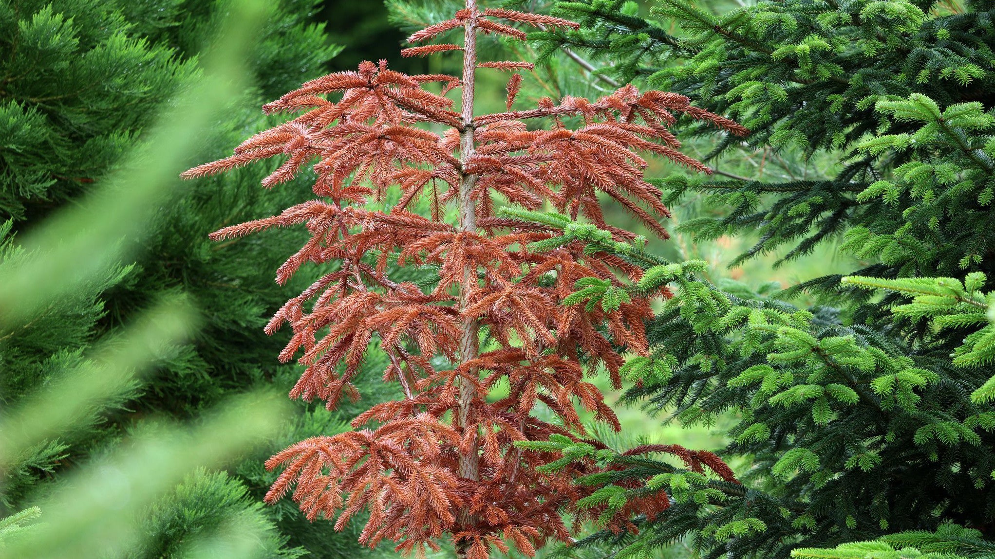 23.07.2025, Bayern, Gramschatz: Eine gesch&auml;digte, braune Nordmann-Tanne steht in einer Christbaumplantage. (Karl-Josef Hildenbrand/dpa)