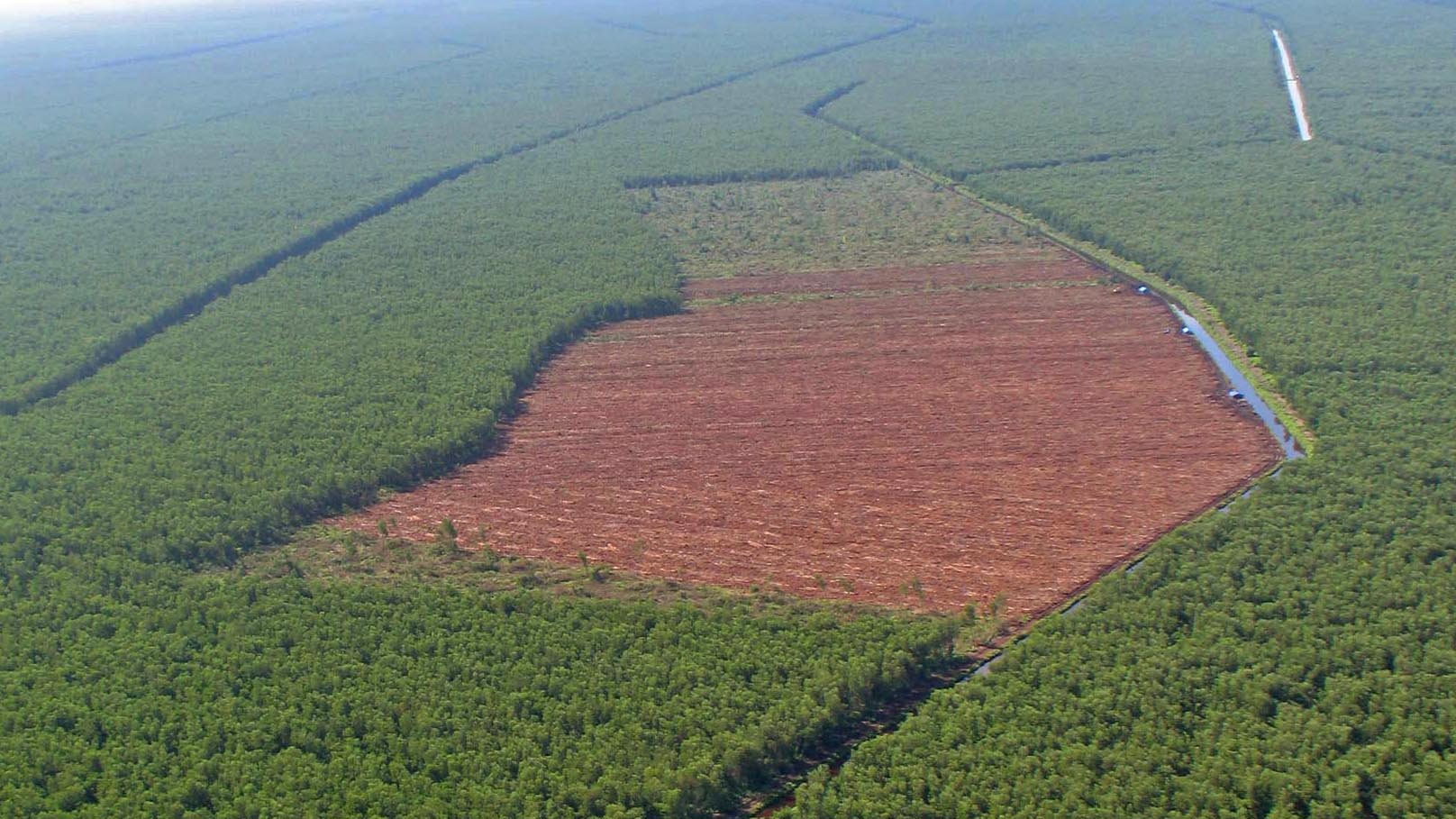 ARCHIV - 02.11.2007, Indonesien, Pekanbaru: Riesige braune &Ouml;dfl&auml;chen, wo einst &uuml;ppiger Tropenwald wuchs, sind rund um Pekanbaru auf der indonesischen Insel Sumatra zu sehen.  Weltweit sind einer Studie zufolge im vergangenen Jahr zw&ouml;lf Millionen Hektar an Tropenwald verloren gegangen. Das entspreche der Fl&auml;che Nicaraguas, hei&szlig;t es in dem Bericht des Projekts Global Forest Watch (GFW), der am Donnerstag ver&ouml;ffentlicht wurde. Foto: Christiane Oelrich/dpa +++ dpa-Bildfunk +++