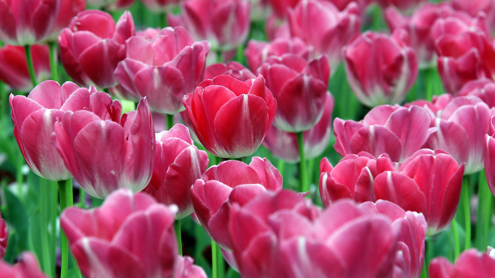 Die 800.000 Tulpen sind seit langem das Herzst&uuml;ck eines j&auml;hrlichen Festivals auf dem Platz Sakura Furusato &ouml;stlich von Tokio, das f&uuml;r gew&ouml;hnlich im April stattfindet. Wegen der Corona-Pandemie wurde es abgesagt. Bild: Imago