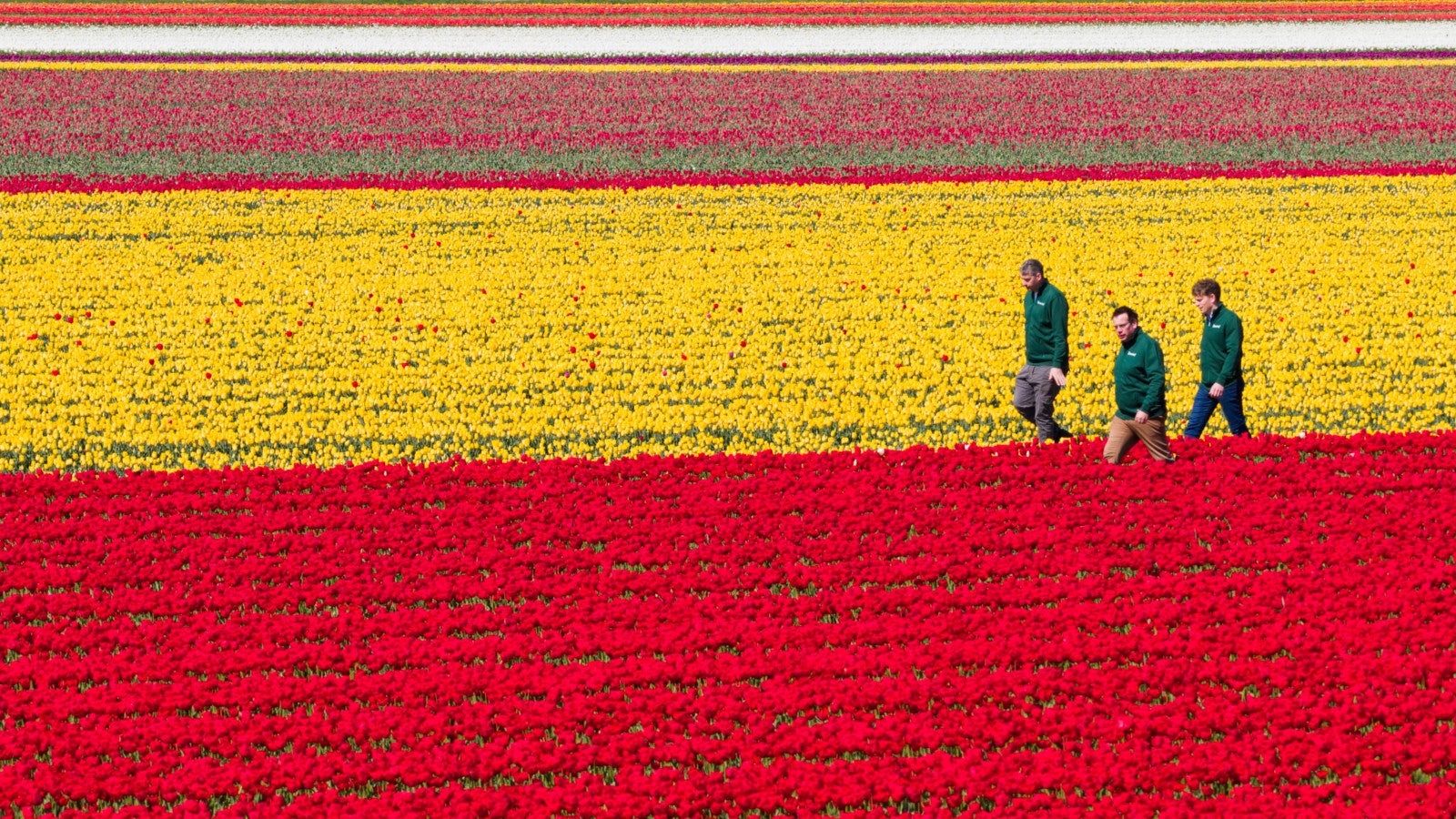 23.04.2026, Niedersachsen, Vordorf: Paul Schofer (l-r), Christian Hansen und Malte Isermeyer vom Eickenhof laufen zwischen Tulpen auf einem Tulpenfeld im Landkreis Gifhorn (Luftaufnahme mit Drohne). Mehrere Millionen Tulpen sorgen f&uuml;r bunte Felder. Am Wochenende findet hier zum vierte Mal der &bdquo;Tag des offenen Tulpenfeldes&ldquo; statt. Das Betreten der Felder ist sonst verboten. Foto: Julian Stratenschulte/dpa 