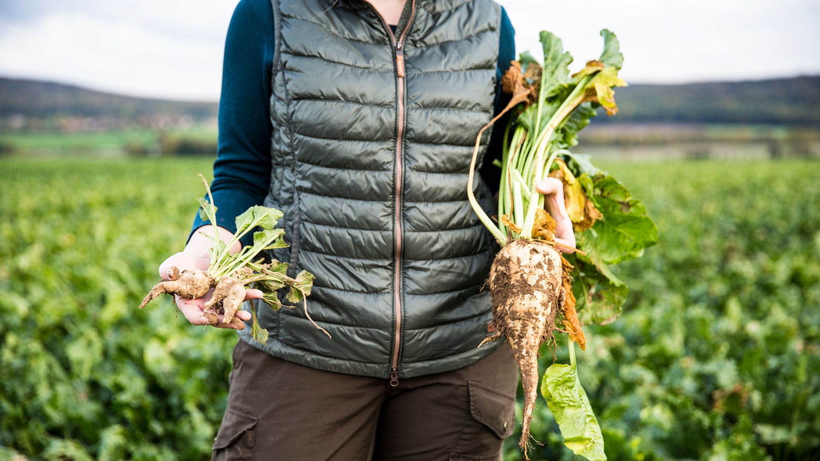 woman, farmer, agricultural field, sugar beets, close up, harvest