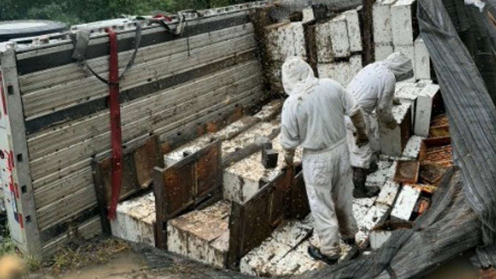 21.06.2026, USA, Mauriceville: Arbeiter transportieren Bienenst&ouml;cke ab, nachdem am 21. Juni 2026 im Orange County, Texas, ein Sattelschlepper mit rund 400 Bienenst&ouml;cken umgekippt war, wodurch Millionen von Bienen in ein l&auml;ndliches Wohngebiet entkommen konnten. Foto: Christie Ray/Queen Bee Supply/AP/dpa 