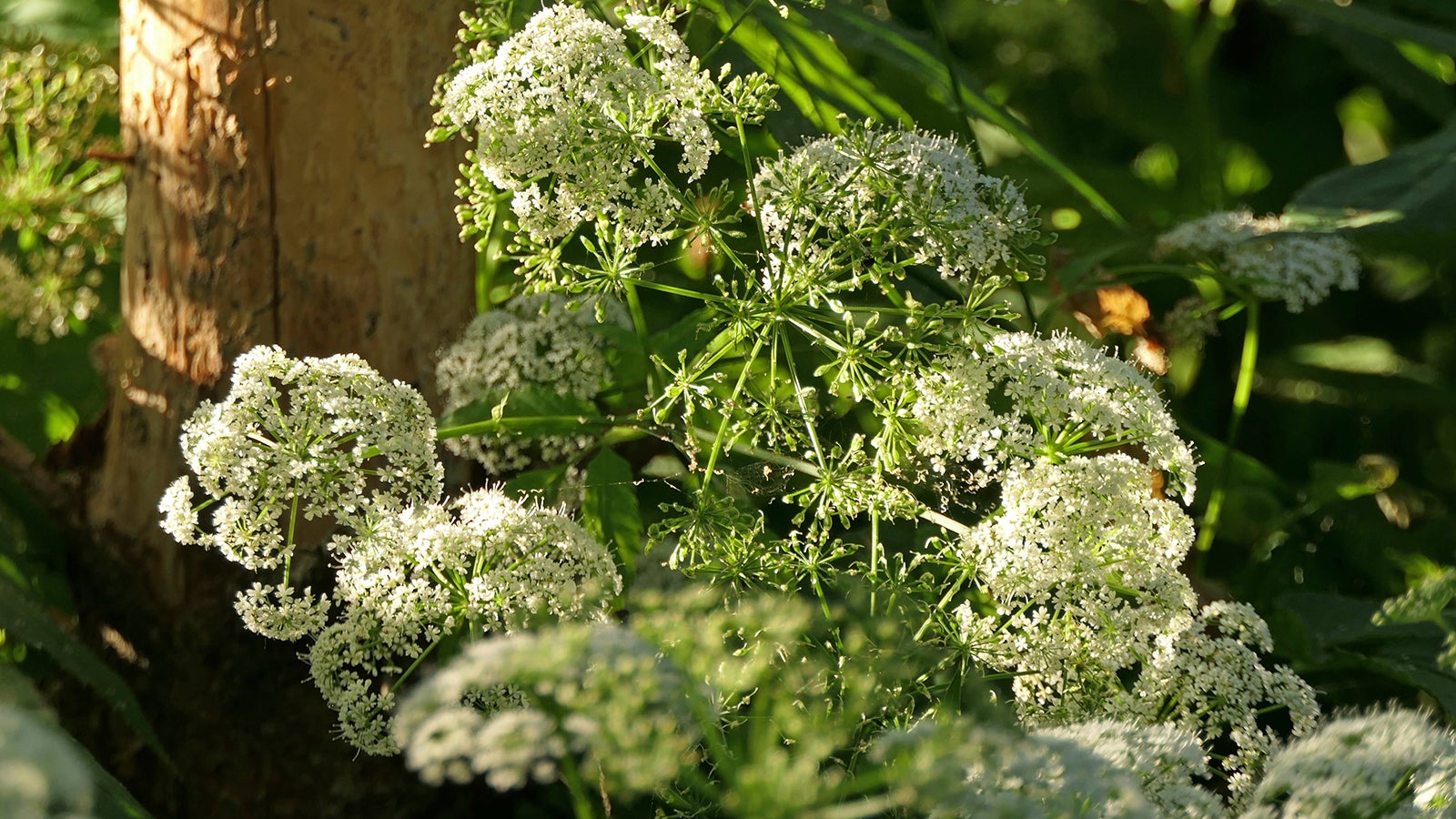 Bl&uuml;hender Giersch, gew&ouml;hnlicher Giersch, Aegopodium podagraria, Kr&auml;uter, die Bl&auml;tter sind essbar - Flowering goutweed, Aegopodium podagraria, herbs, the leaves are edible *** Blooming greed common greed Aegopodium podagraria Herbs the leaves are edible Flowering goutweed Aegopodium podagraria herbs the leaves are edible PUBLICATIONxINxGERxSUIxAUTxHUNxONLY 1088810872