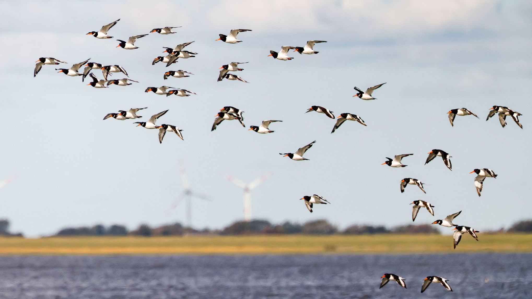 23.09.2025, Schleswig-Holstein, Reu&szlig;enk&ouml;ge: Austernfischer sind im Landeanflug (Frank Molter/dpa)

