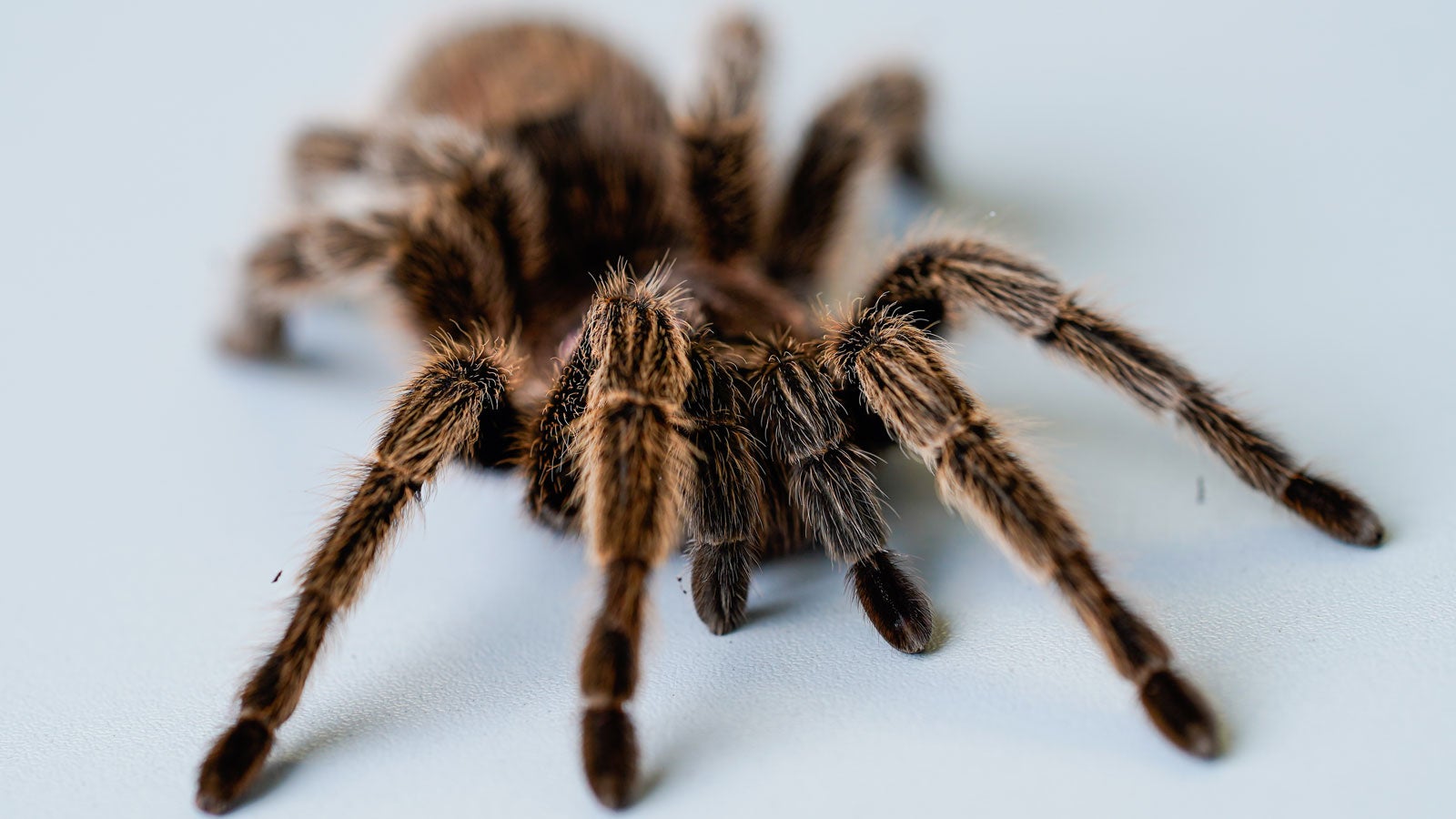 10.10.2019, Baden-W&uuml;rttemberg, Mannheim: Eine Vogelspinne befindet sich in den R&auml;umen des Lehrstuhls f&uuml;r Klinische und Biologische Psychologie der Universit&auml;t Mannheim auf einem Tisch. (zu dpa: &laquo;Pfui Spinne - die gro&szlig;e Angst vor kleinen Tieren im Forschungsfokus&raquo;) Foto: Uwe Anspach/dpa +++ dpa-Bildfunk +++