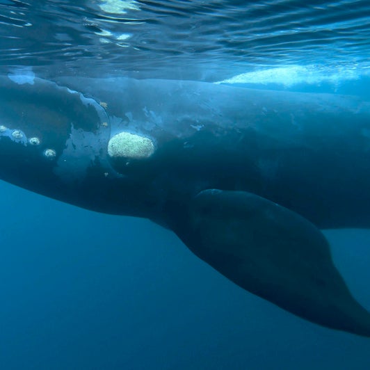 6 Wale Mit Peilsendern Unterwegs Hier Konnen Sie Ihre Reise Live Verfolgen The Weather Channel Artikel Von The Weather Channel Weather Com