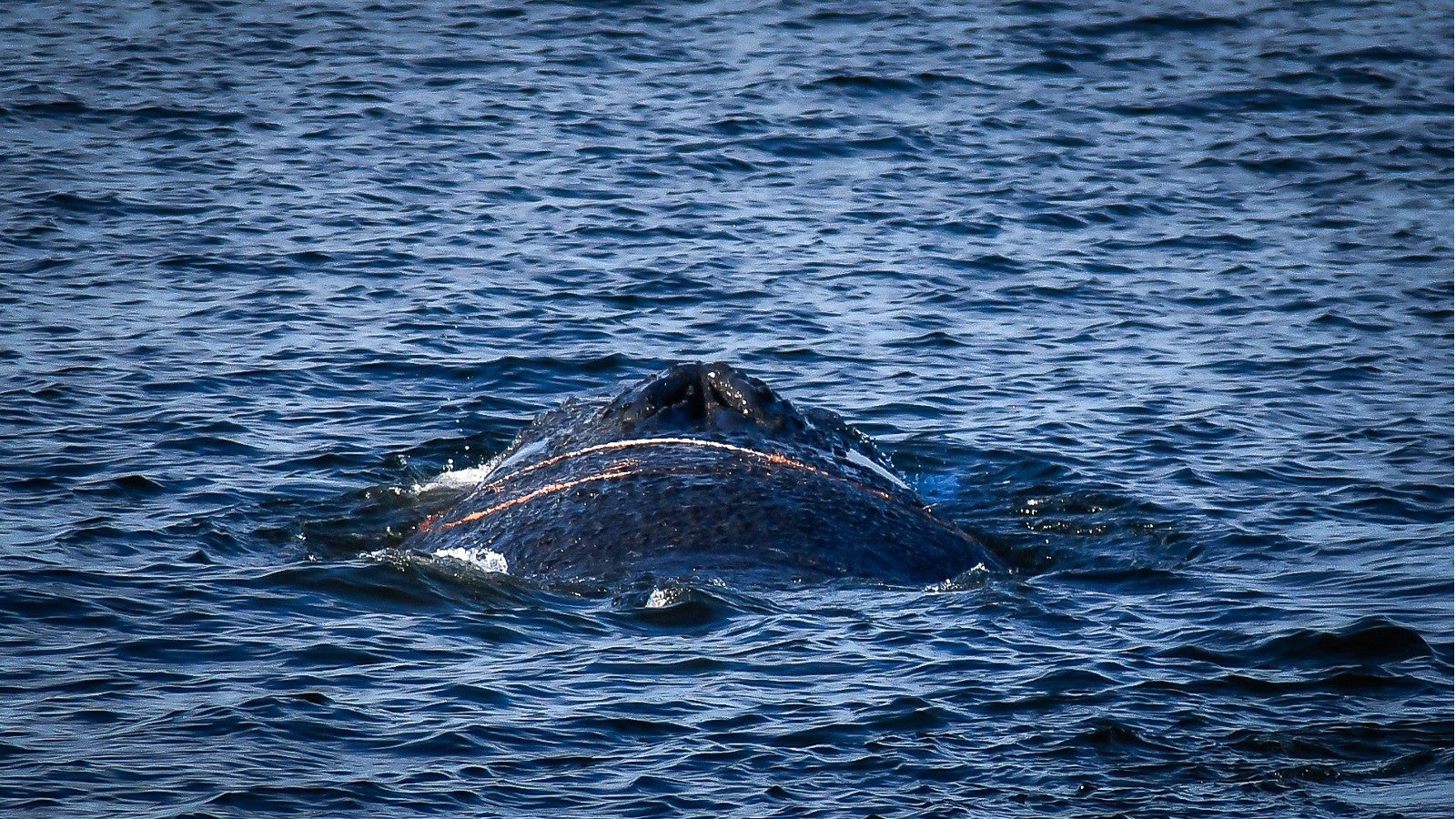 03.03.2026, Mecklenburg-Vorpommern, Wismar: Ein Wal wird im Wismarer Hafen gesichtet. An der Ostsee hat im Hafen von Wismar ein Wal f&uuml;r Aufsehen gesorgt Foto: Tom Schultz/WISMAR.FM/dpa - ACHTUNG: Nur zur redaktionellen Verwendung im Zusammenhang mit der aktuellen Berichterstattung und nur mit vollst&auml;ndiger Nennung des vorstehenden Credits 