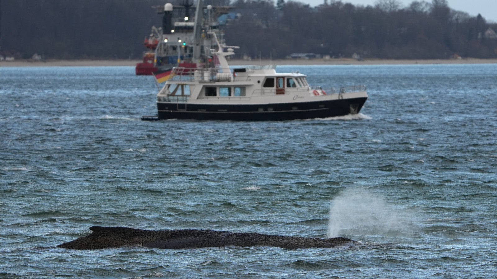 25.03.2026, Schleswig-Holstein, Timmendorfer Strand: Der gestrandete Wal liegt im Wasser der Ostsee vor der Seebr&uuml;cke am Hafen Niendorf. Die Polizei hat das Gel&auml;nde abgesperrt, um das Tier nicht zu beunruhigen. Die Rettungsversuche dauern an. Foto: Marcus Brandt/dpa 