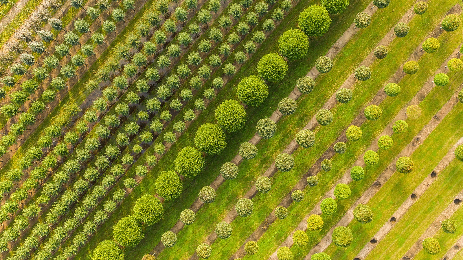Deutsche W&auml;lder verlieren zunehmend ihre Selbstheilungskr&auml;fte. D&uuml;rre und Hitze setzen ihnen zu - Forscher suche nach M&ouml;glichkeiten unsere W&auml;lder fit f&uuml;r die Zukunft zu machen. Foto: Baumschule &bdquo;Bruns-Pflanzen-Export GmbH & Co. KG/Mohssen Assanimoghaddam/dpa