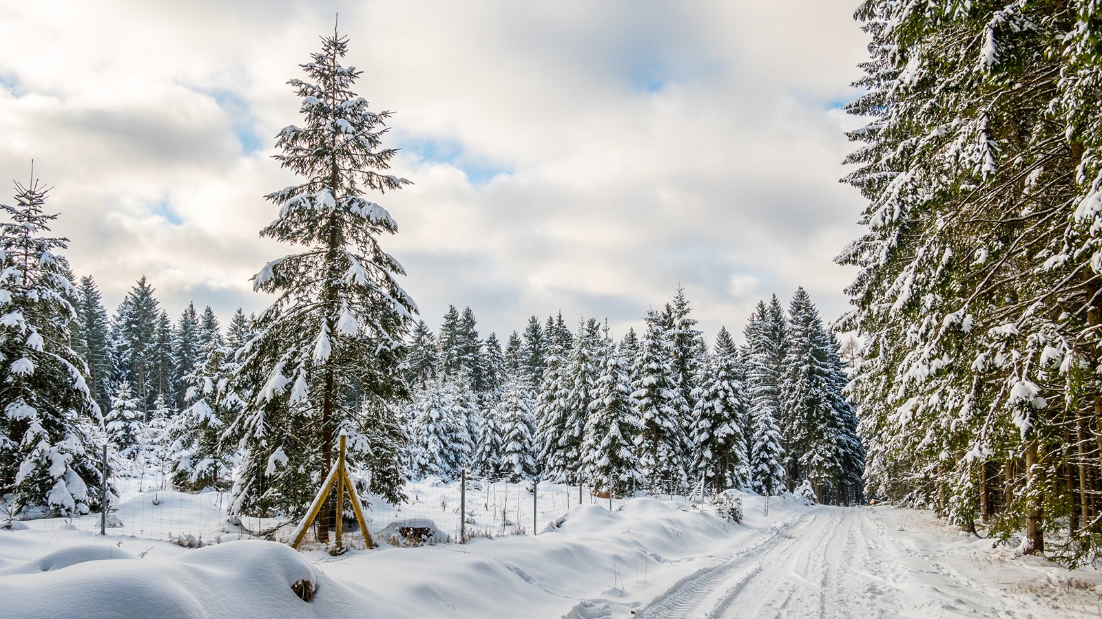 Derzeit spielt die Witterung Sachsens Forstleute in die H&auml;nde. 