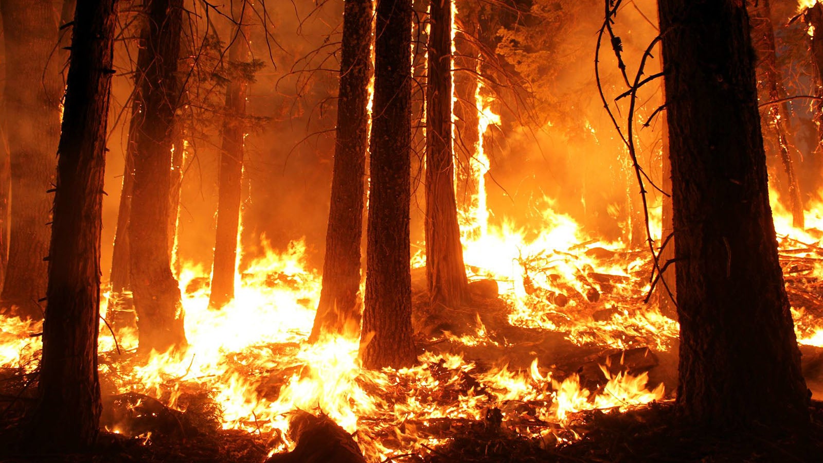 The Rim Fire in the Stanislaus National Forest near in California began on Aug. 17, 2013 and is under investigation. The fire has consumed approximately 199,237 acres and is 32% contained.  U.S. Forest Service photo by Mike McMillan.