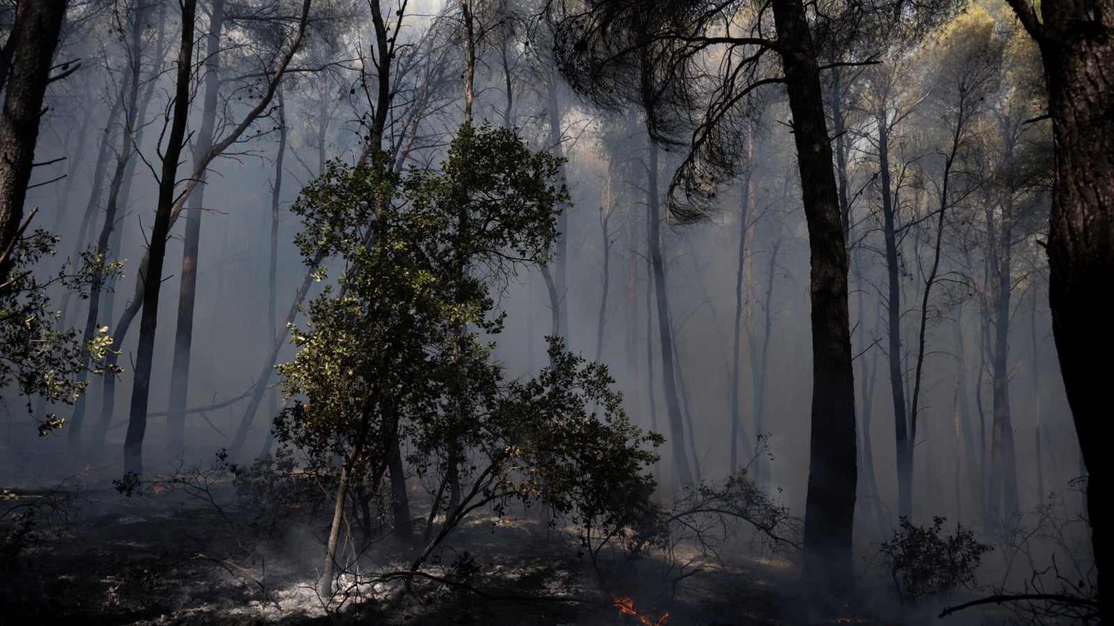 01.08.2026, Griechenland, Porto Germeno: Bei einem Waldbrand in der N&auml;he von Porto Germeno, nordwestlich von Athen, steigt Rauch aus einem Wald auf. Foto: Michael Varaklas/AP/dpa 