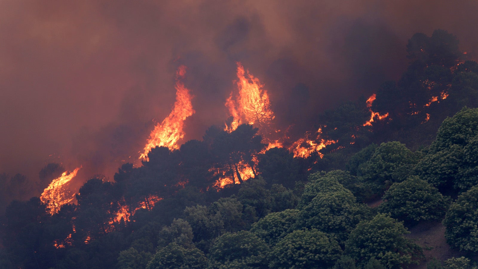 09.06.2022, Spanien, Pujerra: Flammen weiten sich durch den Wald an einem Hang aus. Mehr als 3000 Menschen sind in Spanien in der Nacht auf Donnerstag wegen eines Waldbrandes in der Touristenhochburg Costa del Sol in Sicherheit gebracht worden. Foto: Alex Zea/Europa Press/dpa +++ dpa-Bildfunk +++