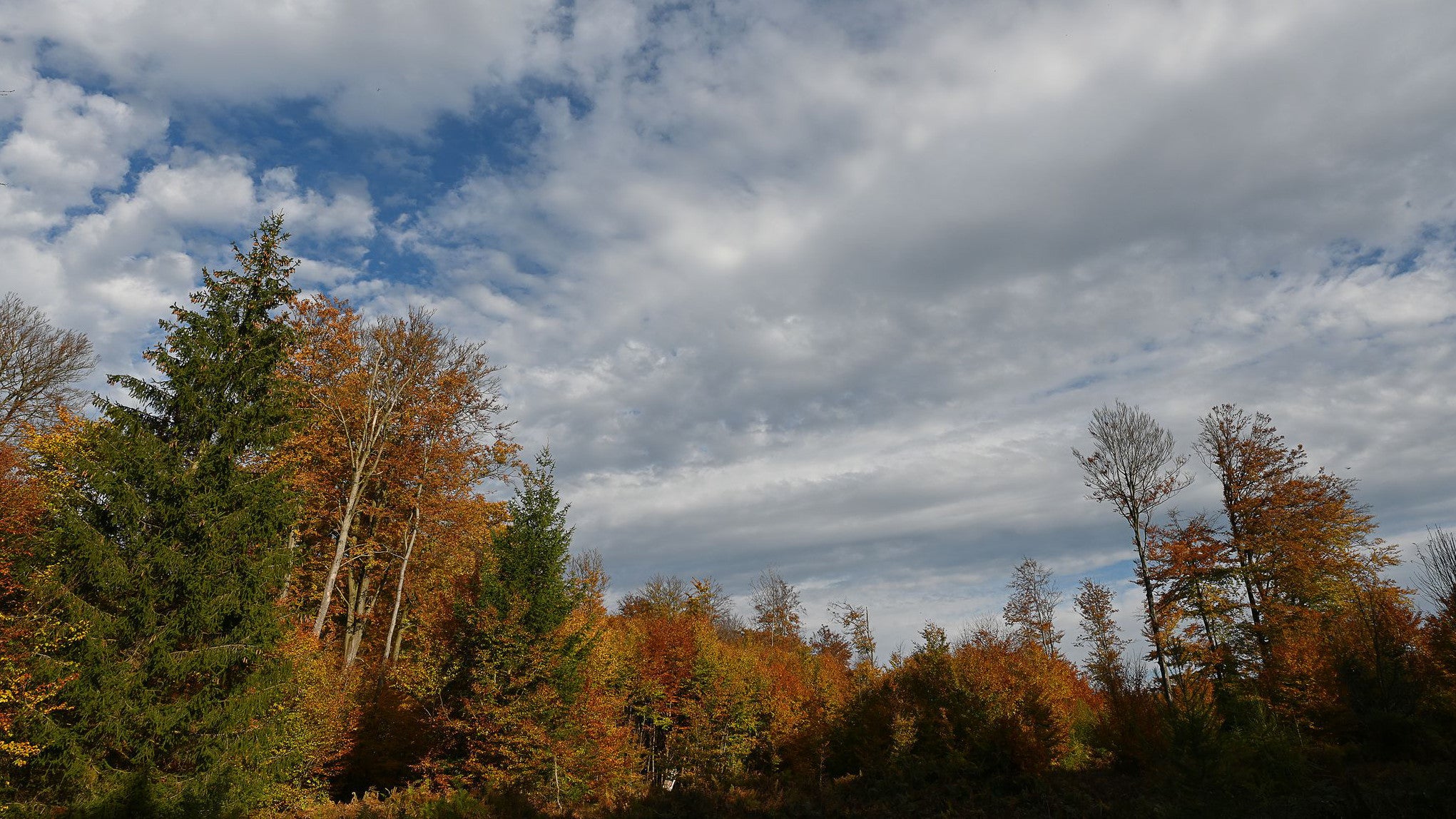 25.10.2021, Niedersachsen, Uslar: Blick in den herbstlich verf&auml;rbten Buchenwald im Naturwald &bdquo;Limker Strang&ldquo;. Im Solling haben die Nieders&auml;chsischen Landesforsten ein neues Wildnisgebiet ausgewiesen, das in Zukunft g&auml;nzlich sich selbst &uuml;berlassen werden soll. (Swen Pf&ouml;rtner/dpa)

