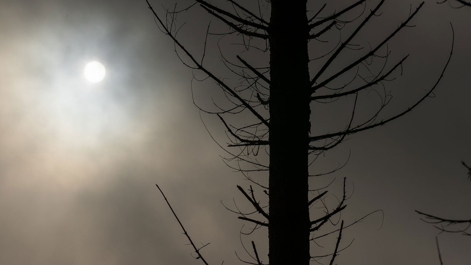 26.02.2020, Nordrhein-Westfalen, Porta Westfalica: Die wolkenverhangene Sonne ist hinter einem Baumstamm in einem Waldst&uuml;ck vom Wiehengebirge zu sehen. Der Wald in NRW steckt in einer Krise. Beim Kampf gegen Sturmsch&auml;den und Borkenk&auml;fer sind F&ouml;rster inzwischen auch auf digitale Helfer angewiesen. Foto: Friso Gentsch/dpa +++ dpa-Bildfunk +++